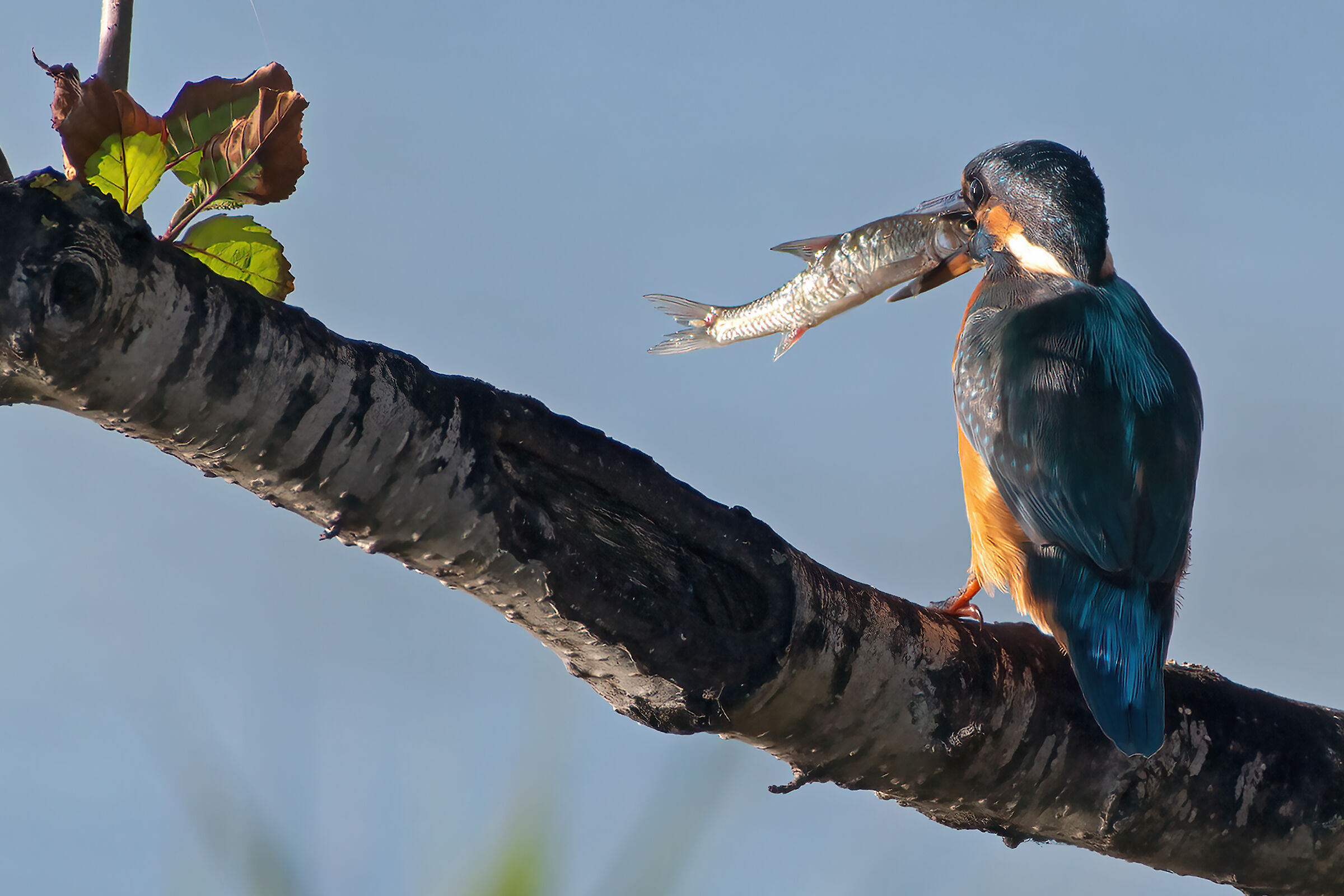 kingfisher