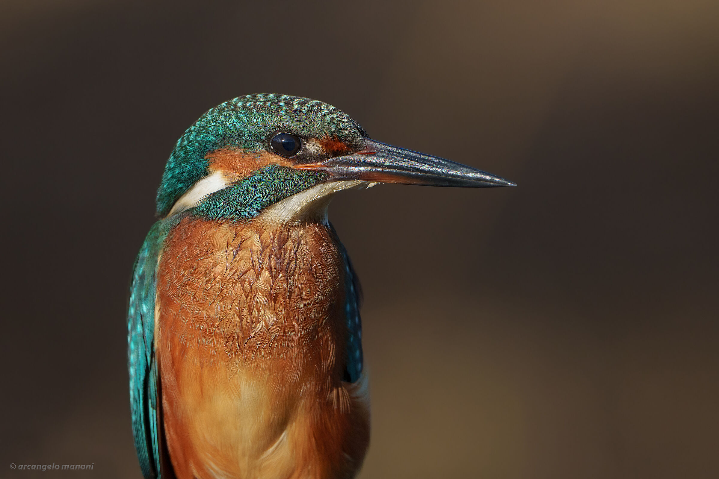 New portrait at martino