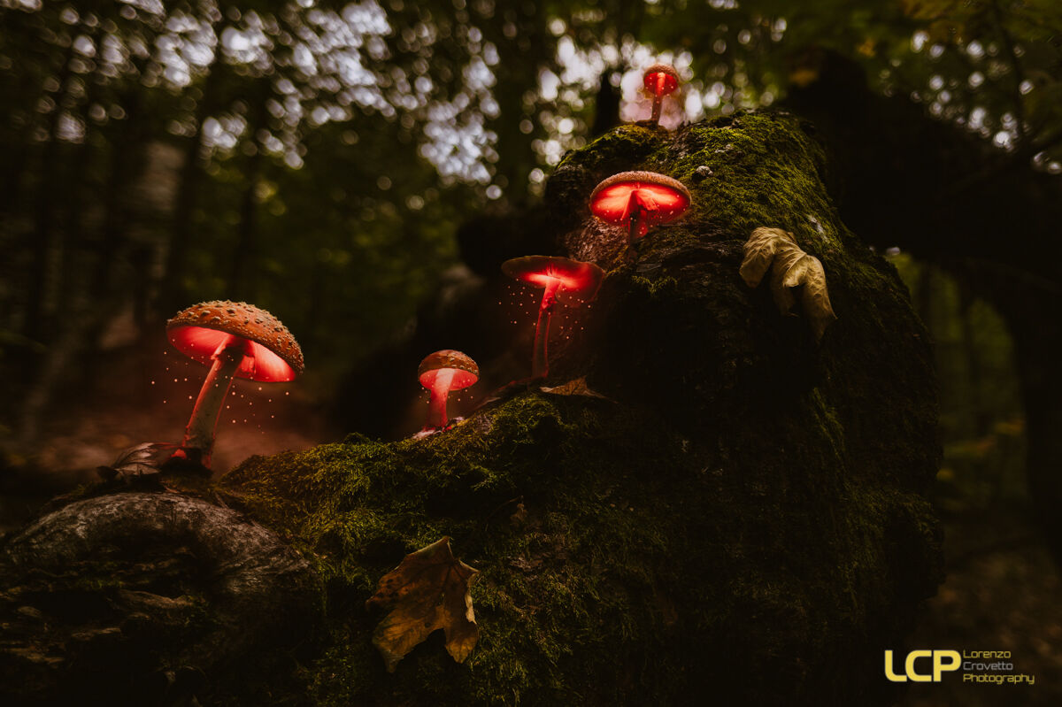 Looking for the Gnomes