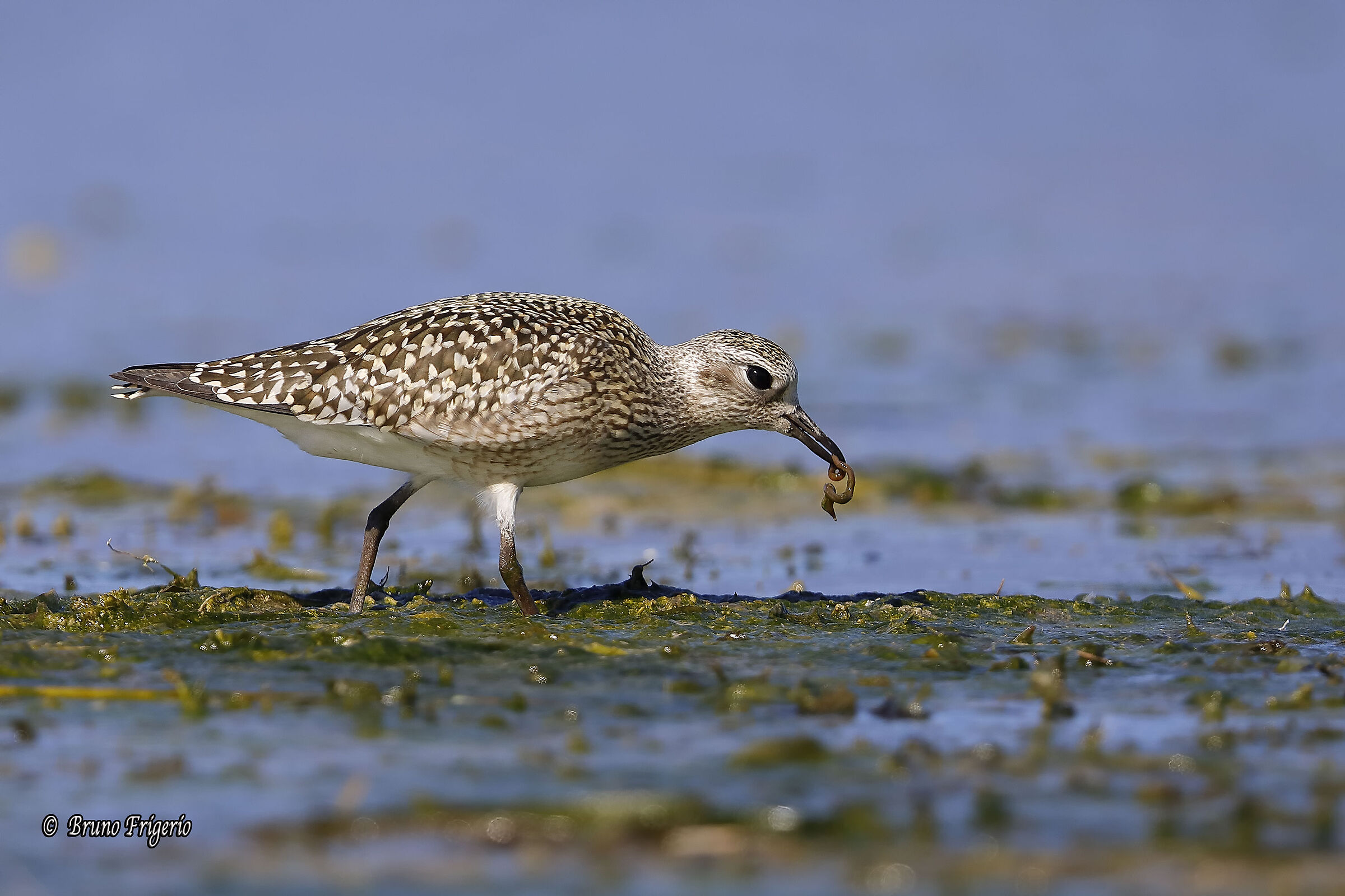 PIVIERESSA IN FEEDING