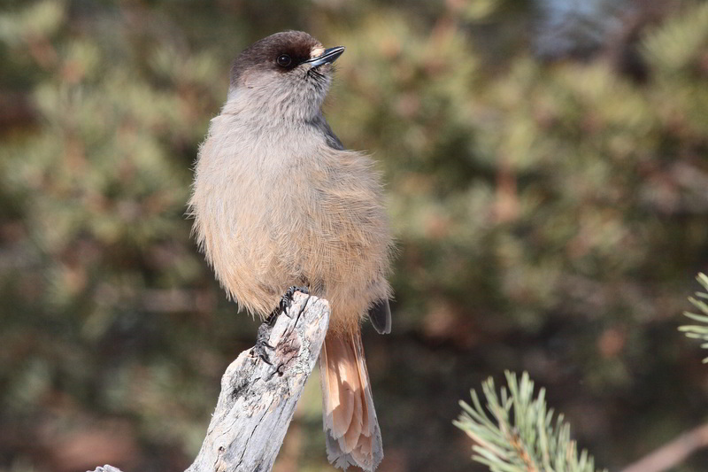 Siberian Jay