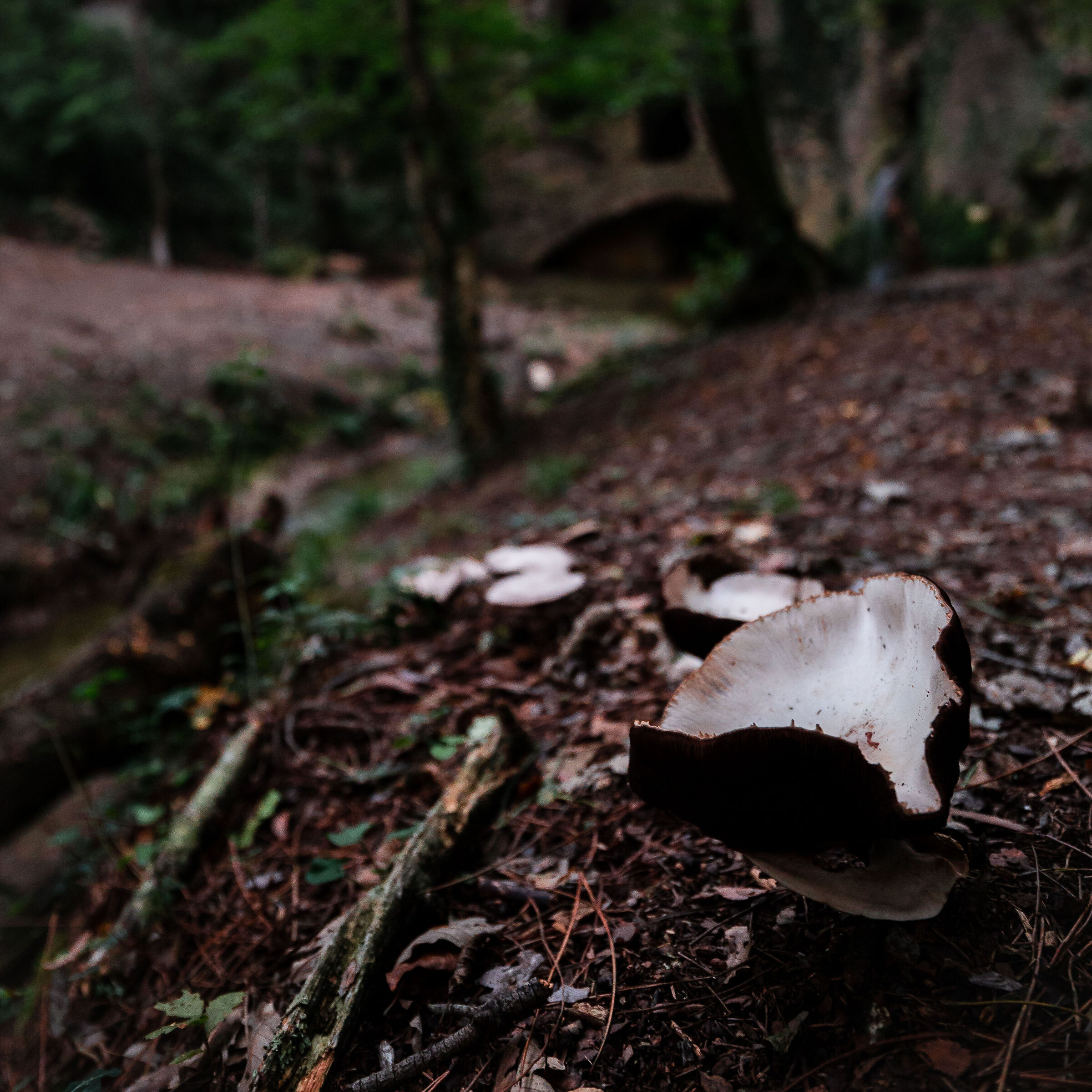 Alla conquista del sottobosco