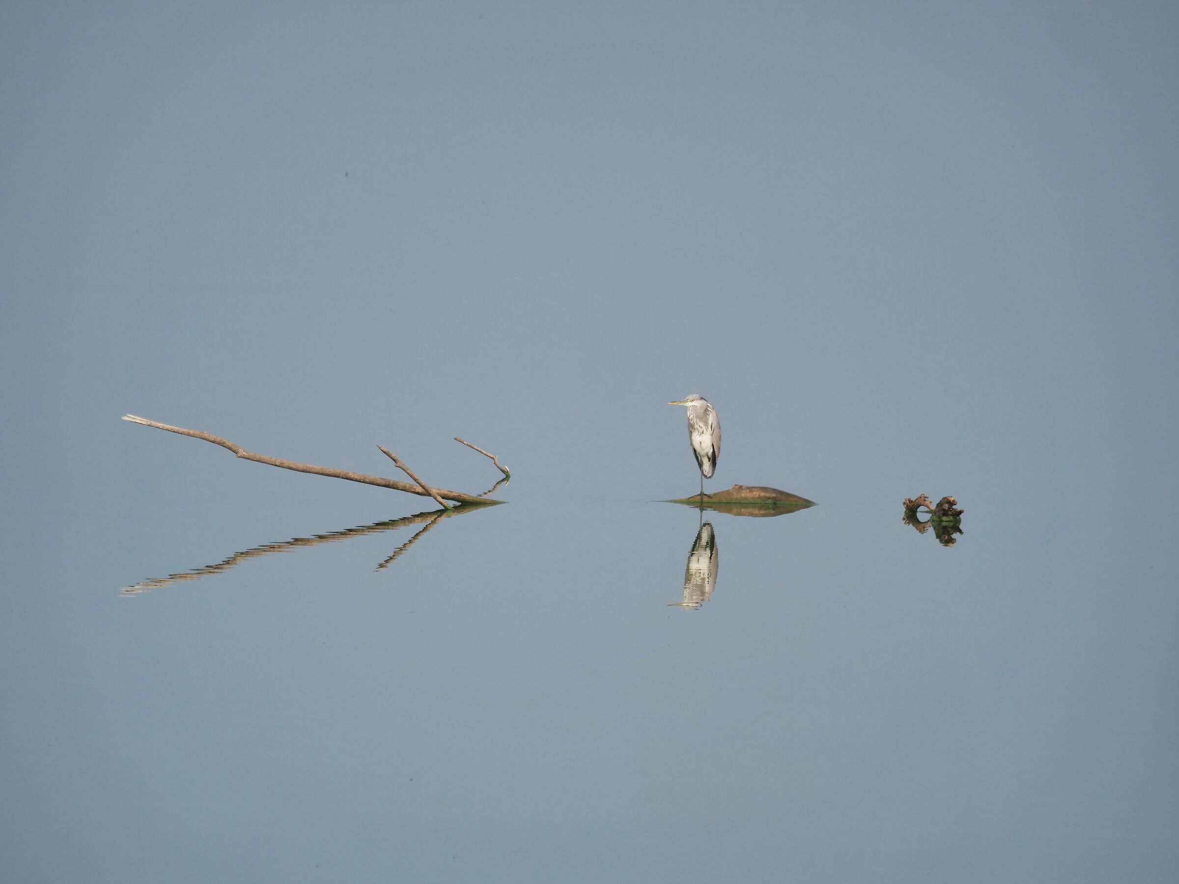 Grey heron at the first solo