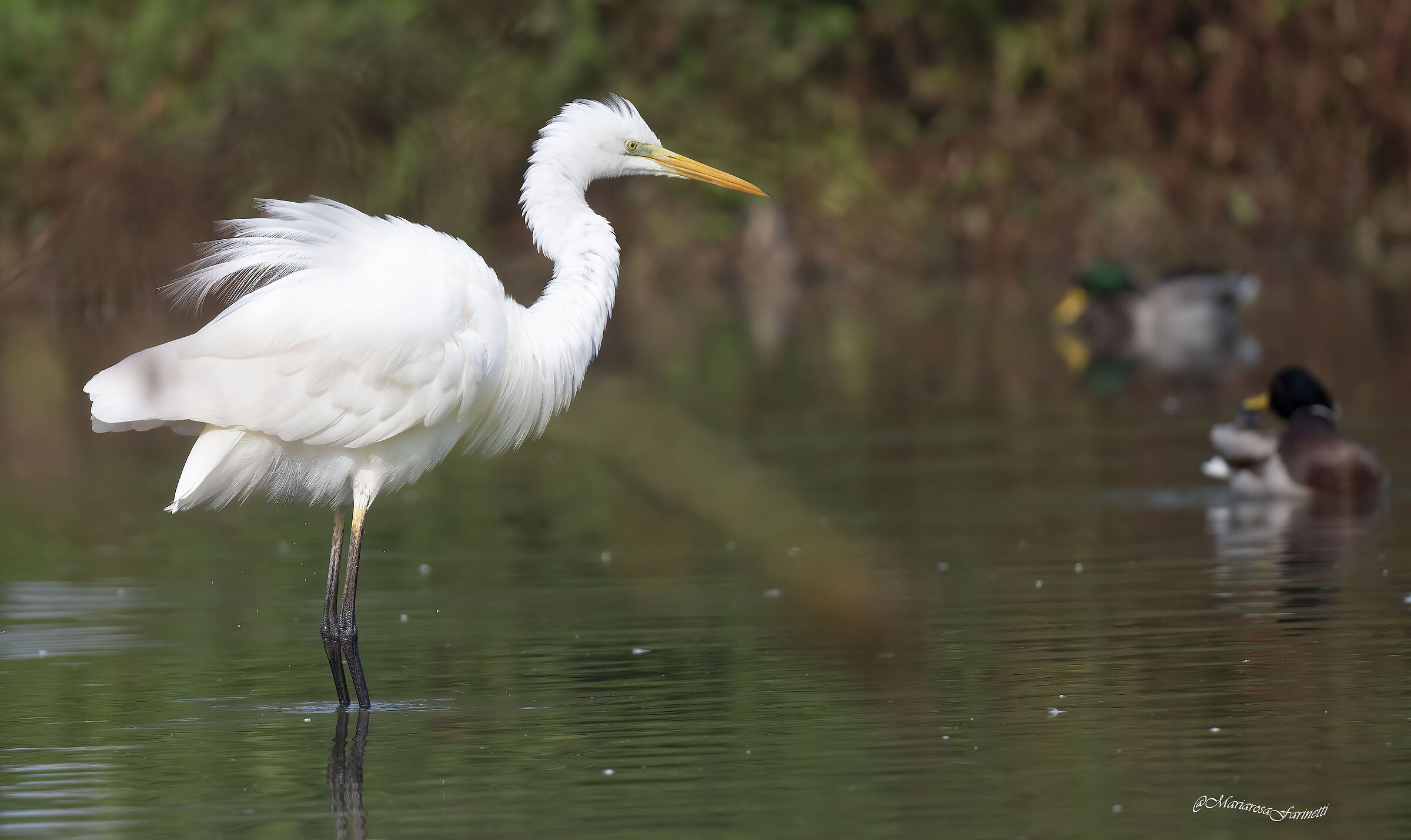 Airone Bianco Maggiore