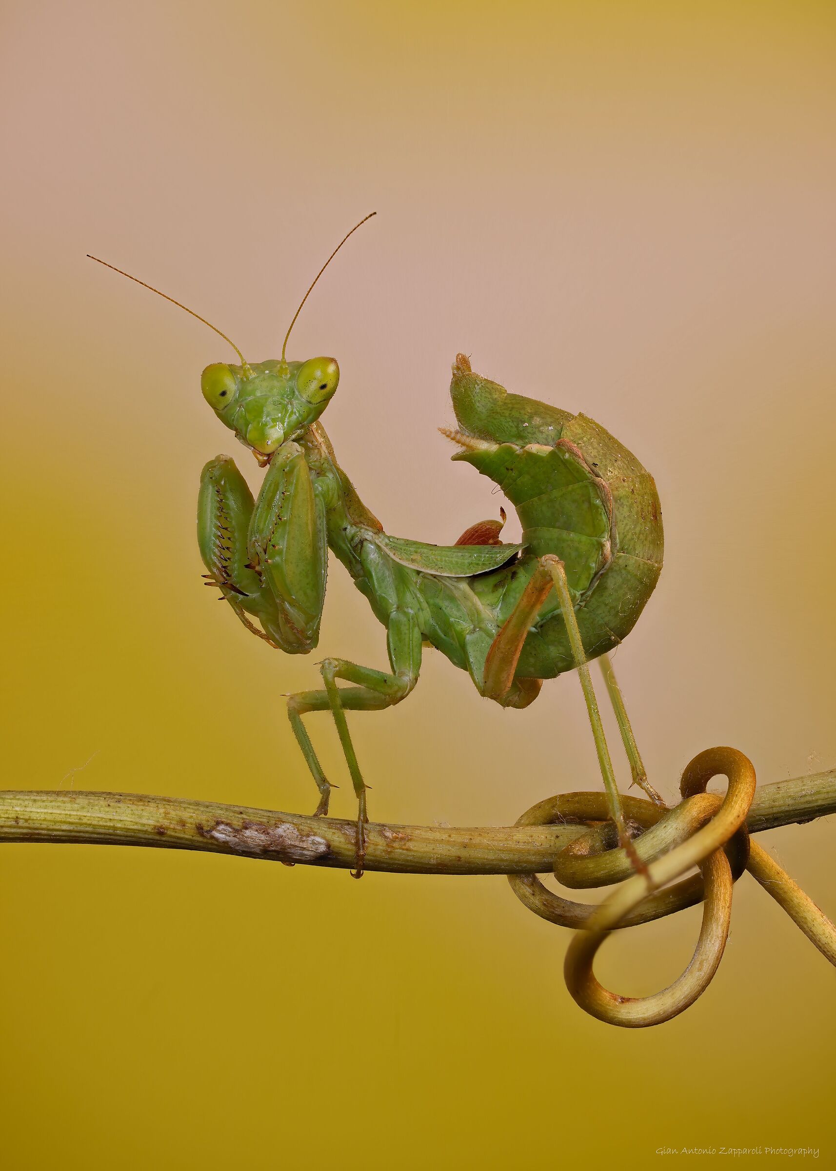 Mantide nana (Ameles spallanziana)