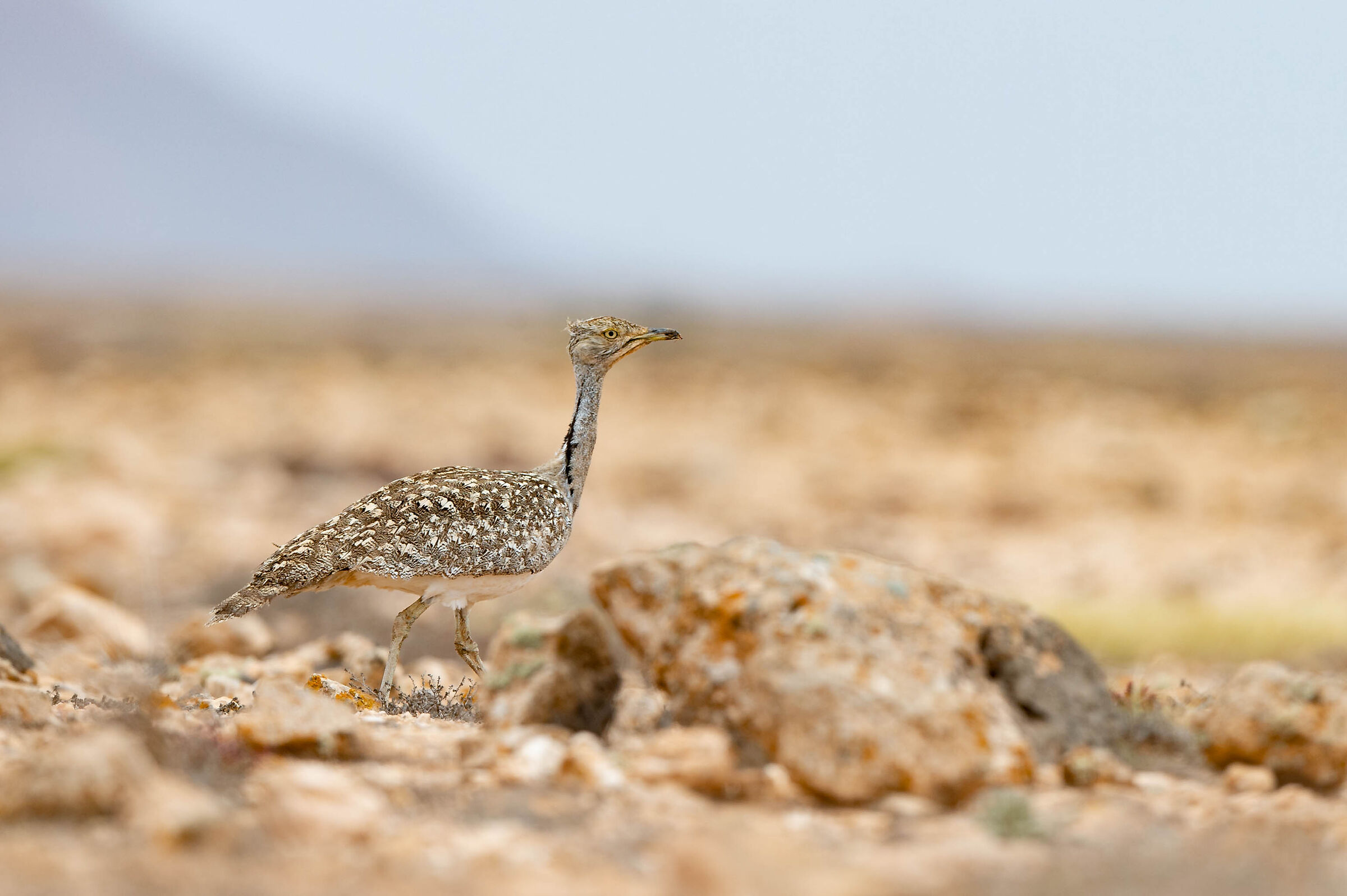Houbara bustard