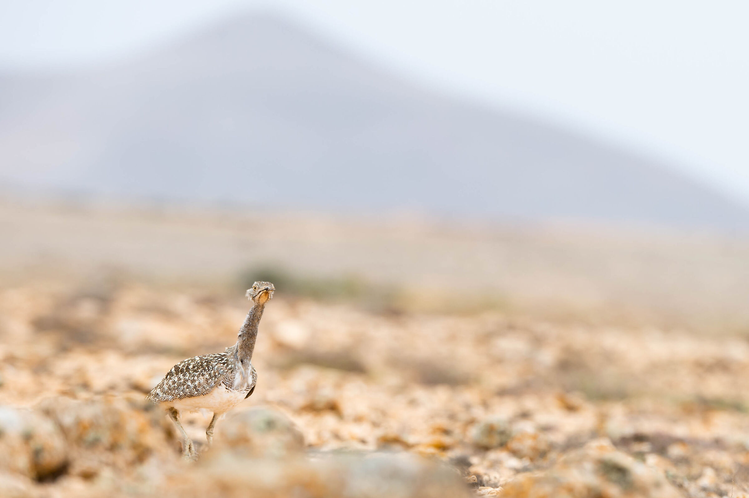 Houbara bustard