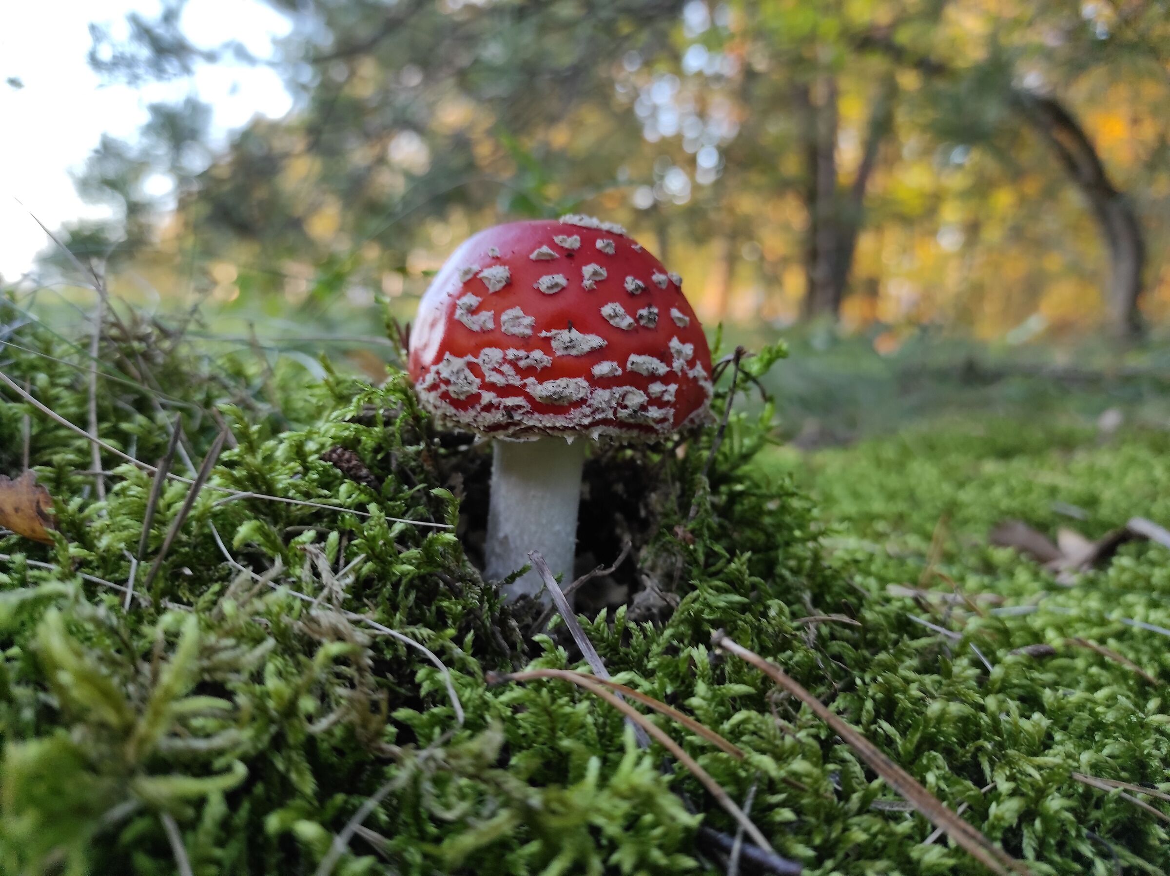 toadstool