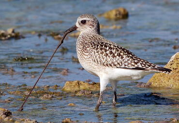 Pluvialis squatarola