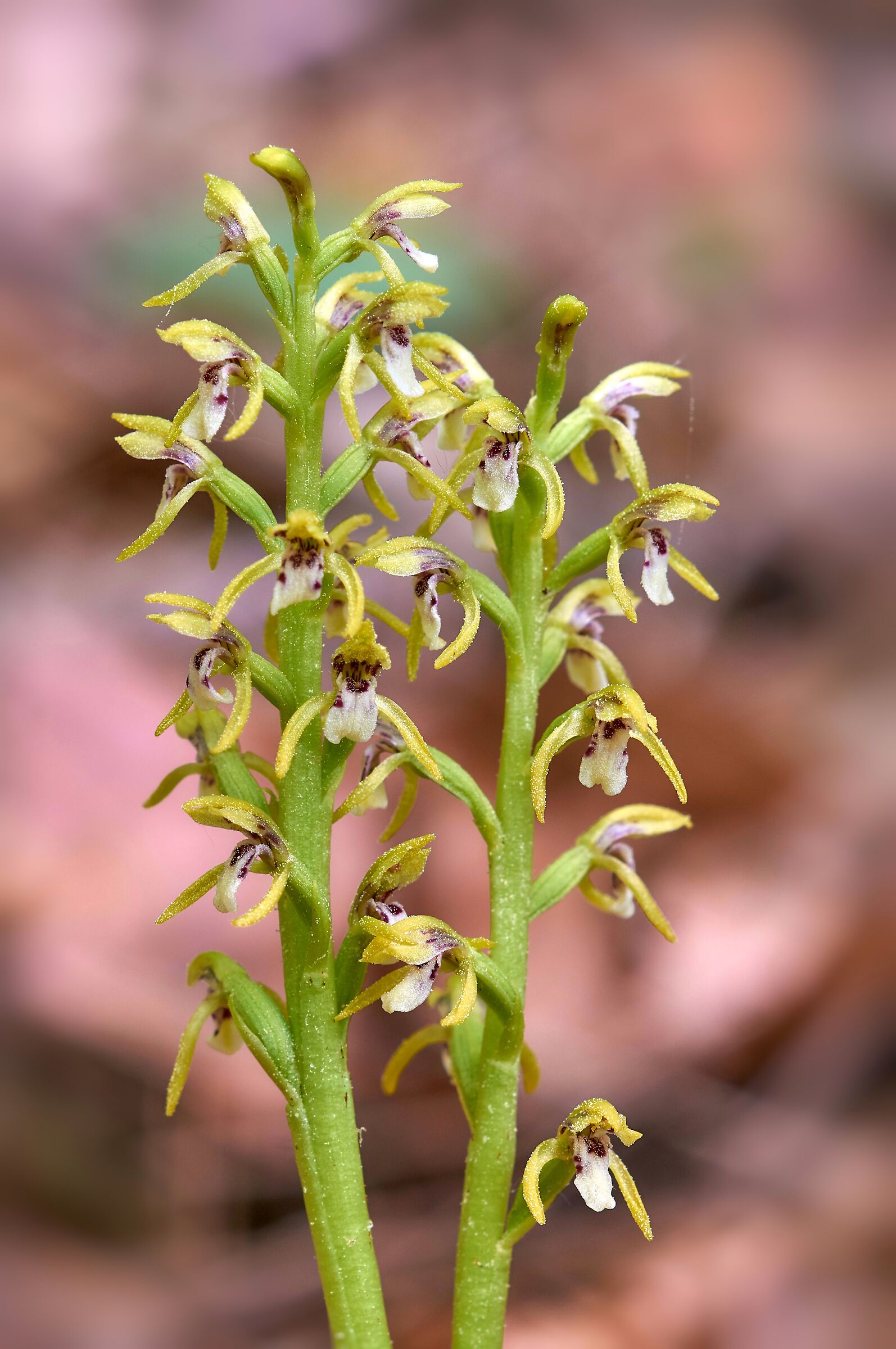 Corallorhiza trifida