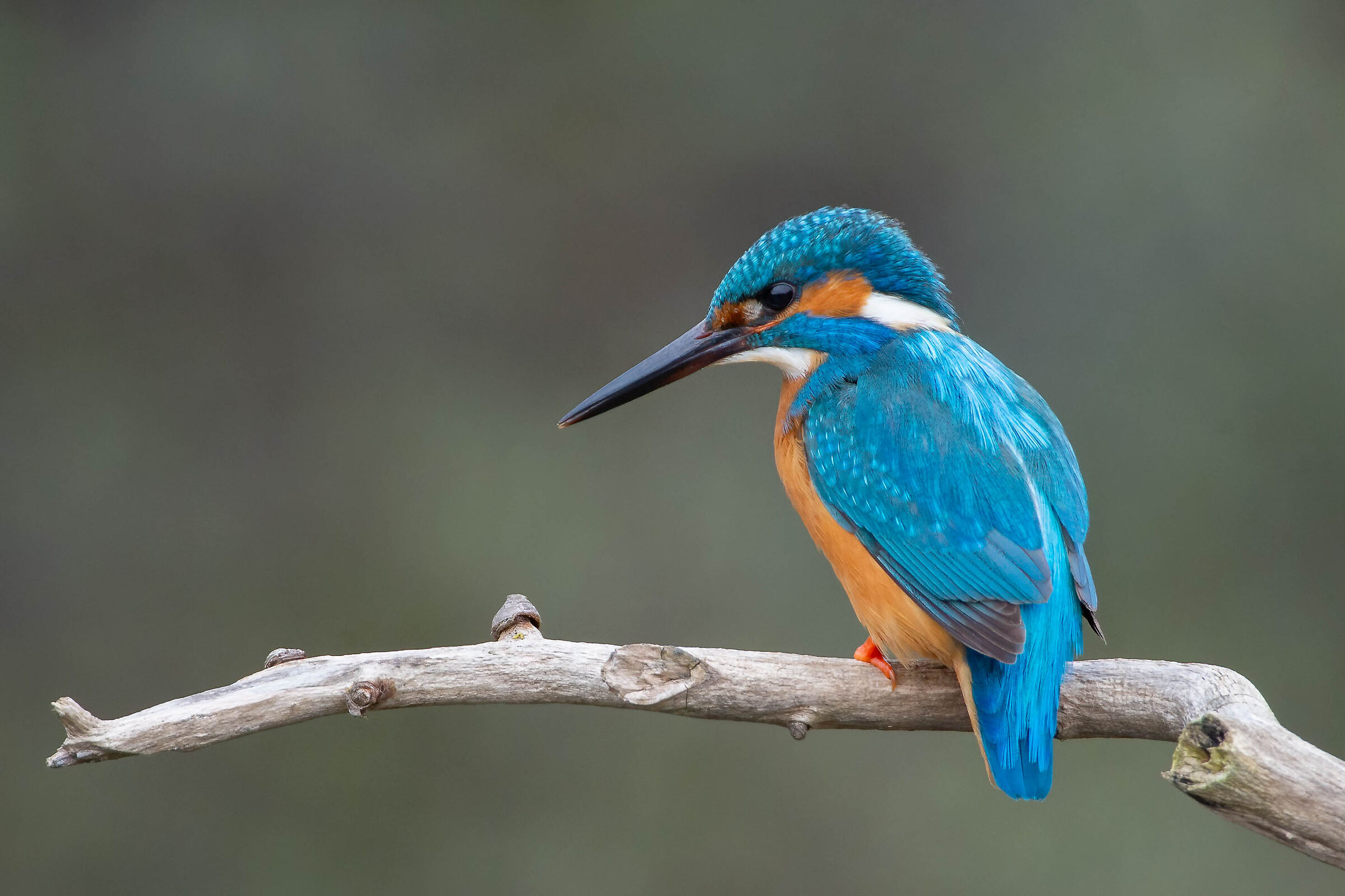 Kingfisher