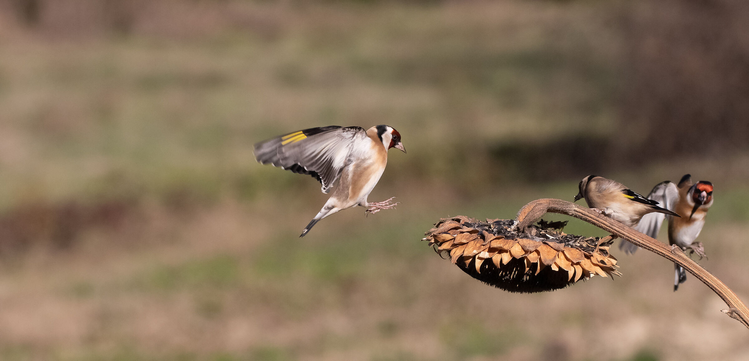 goldfinches
