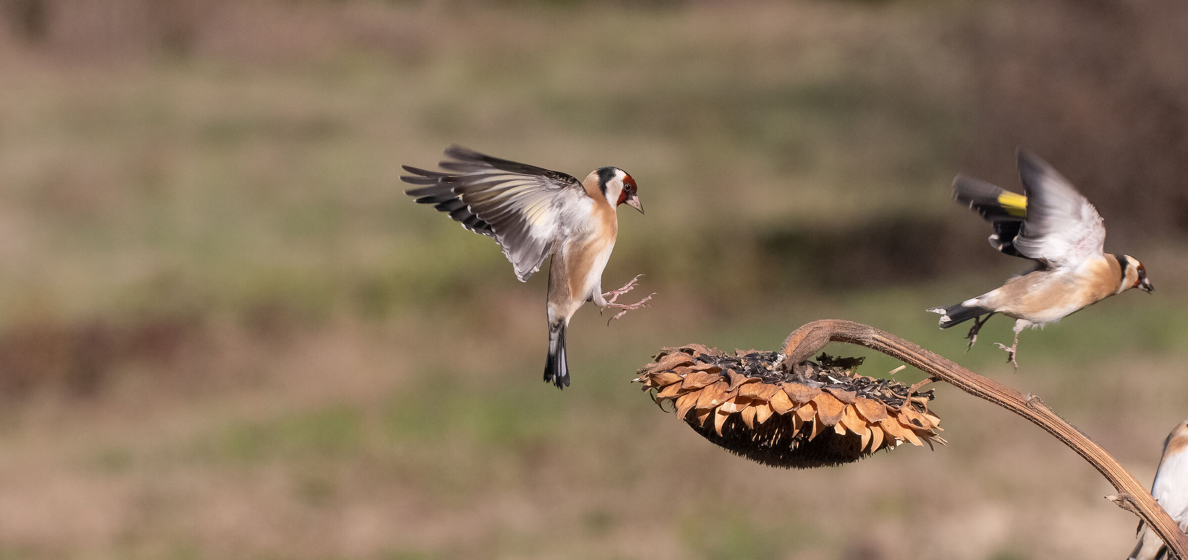 goldfinches