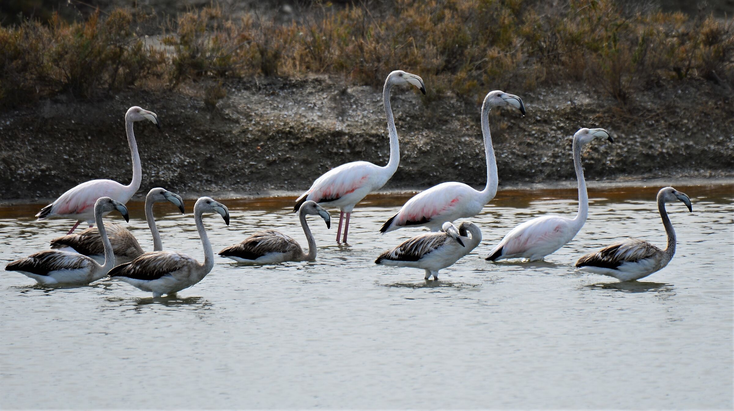 Saline della Regina Margherita