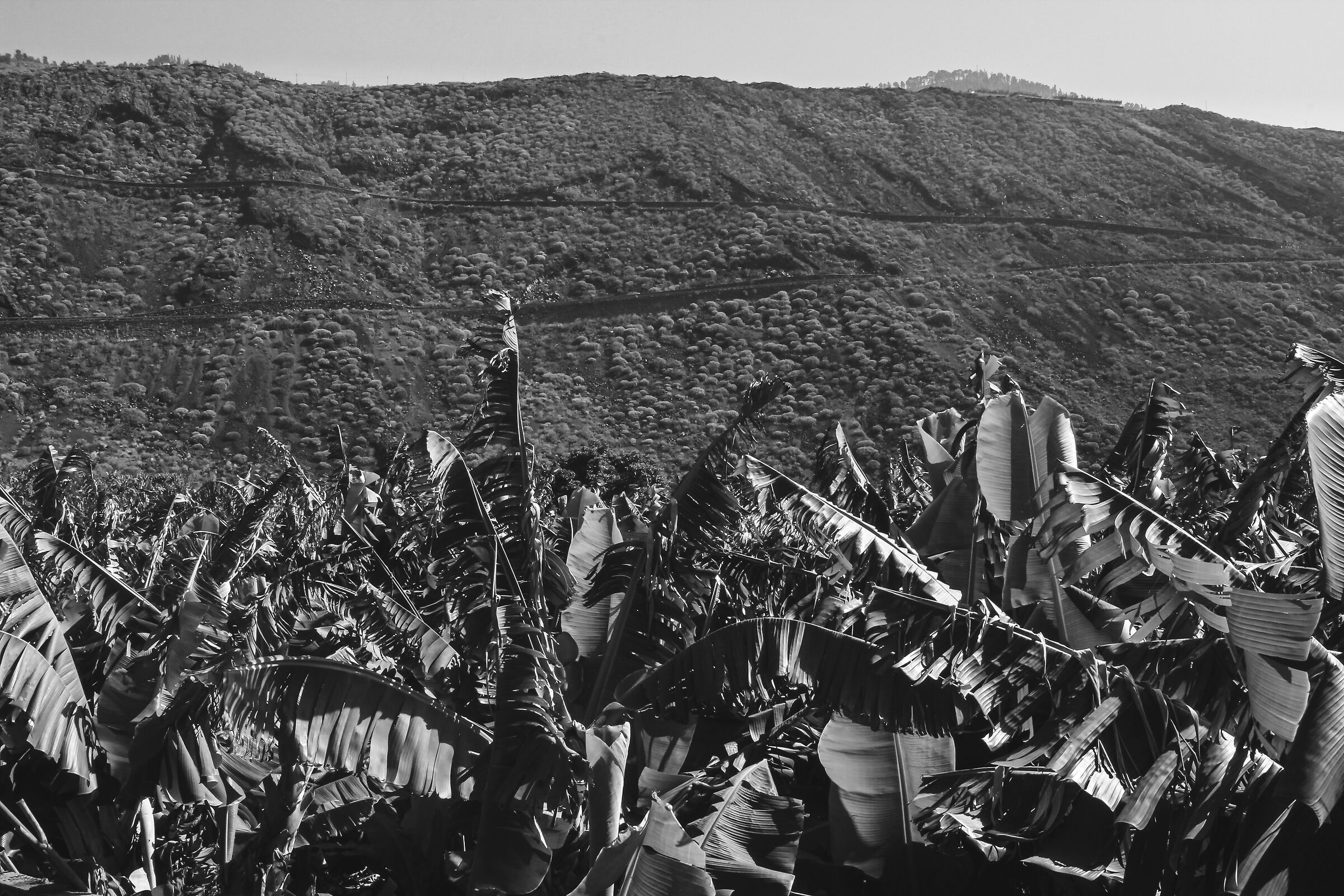 La Palma