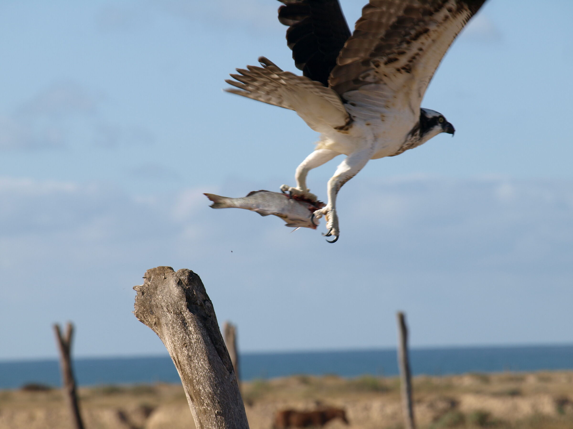 Mexico - Baja California