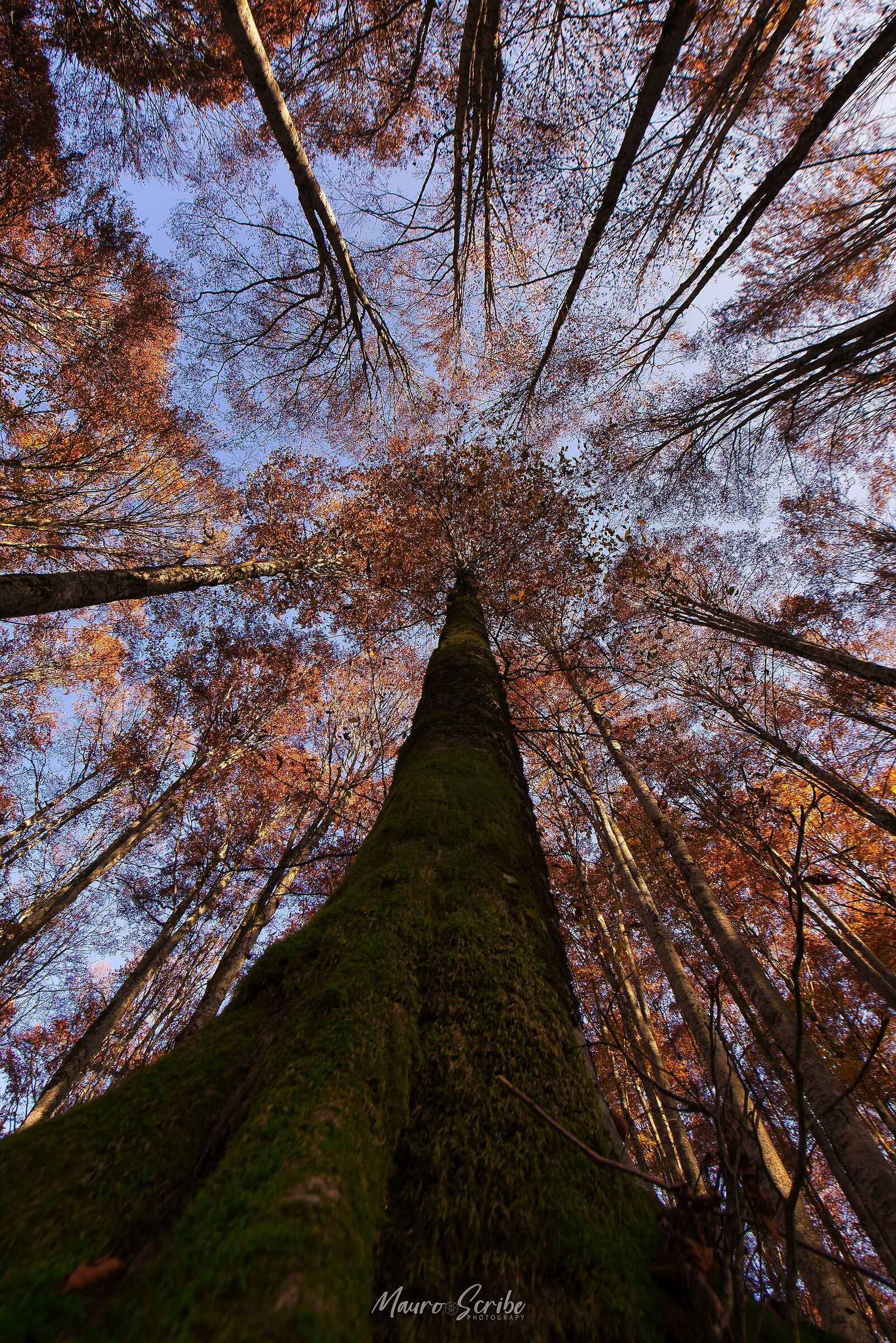 Cansiglio Forest
