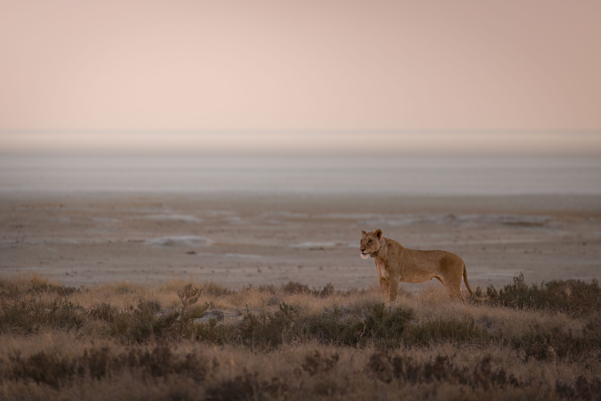 First lights on the pan