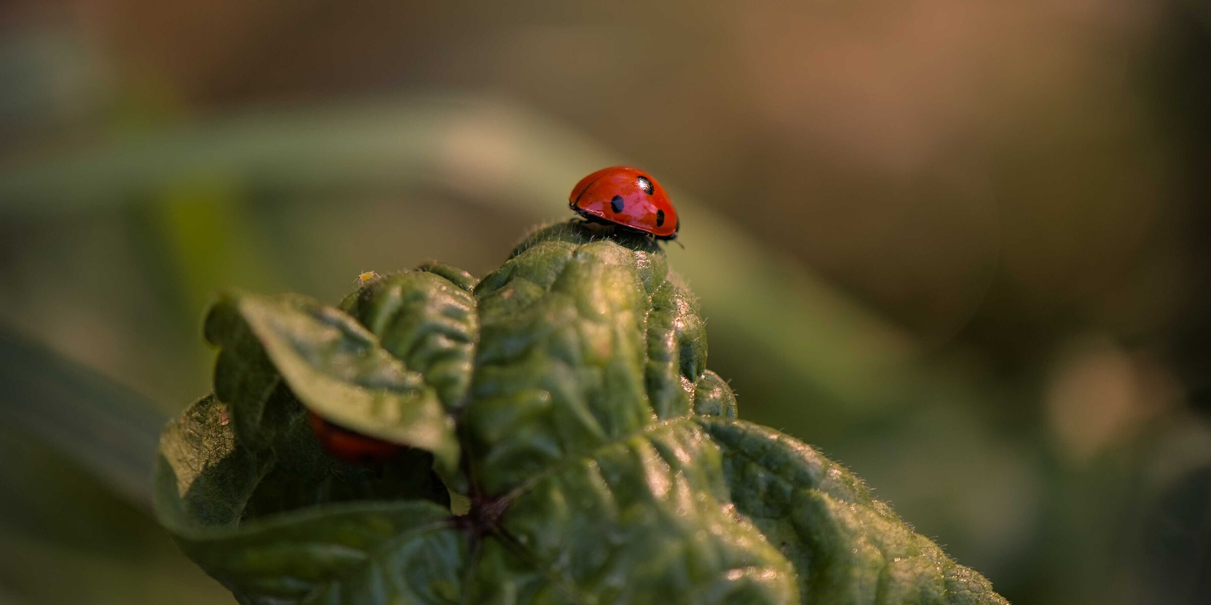 Ladybugs II