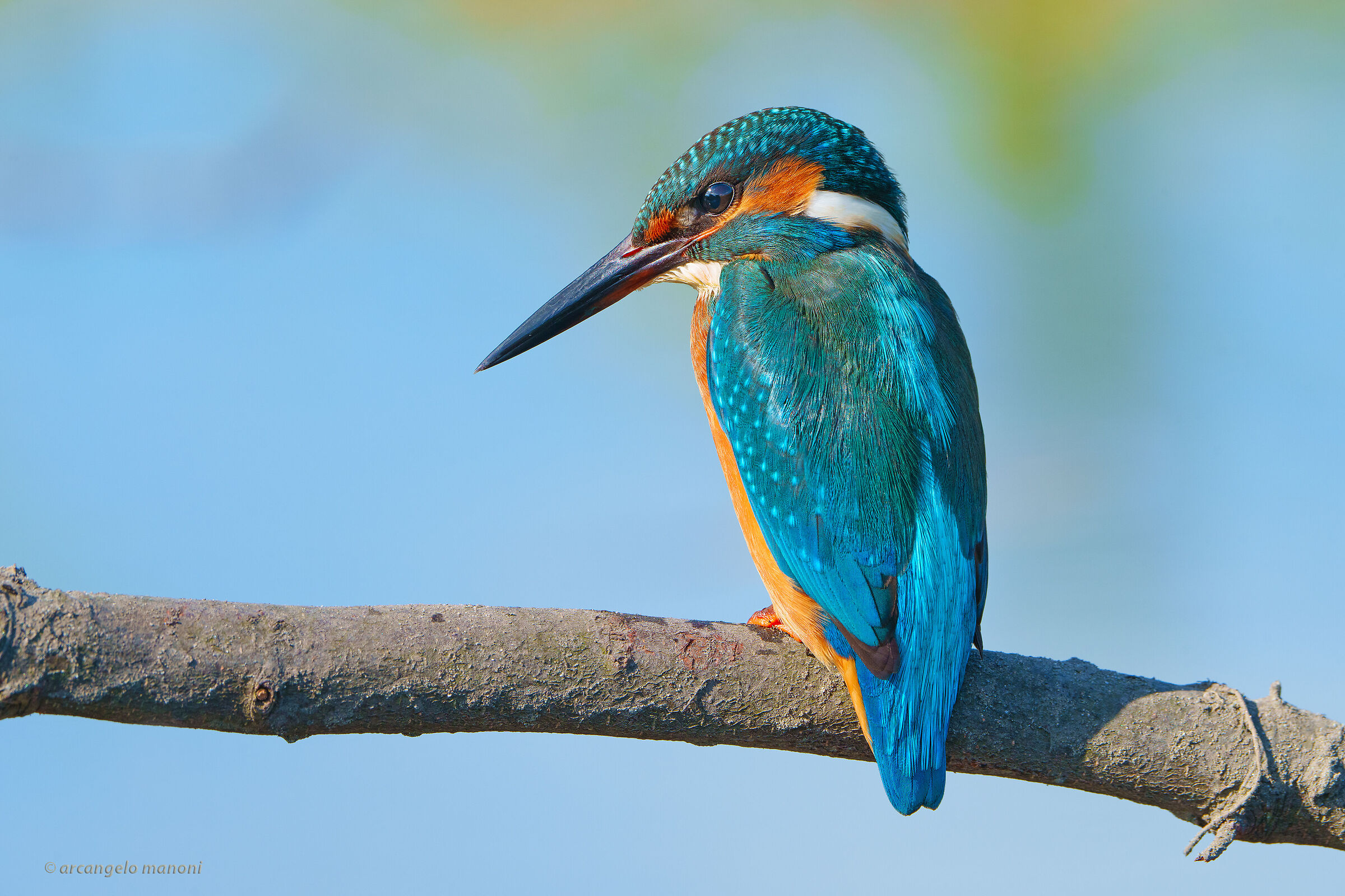 The King of the River