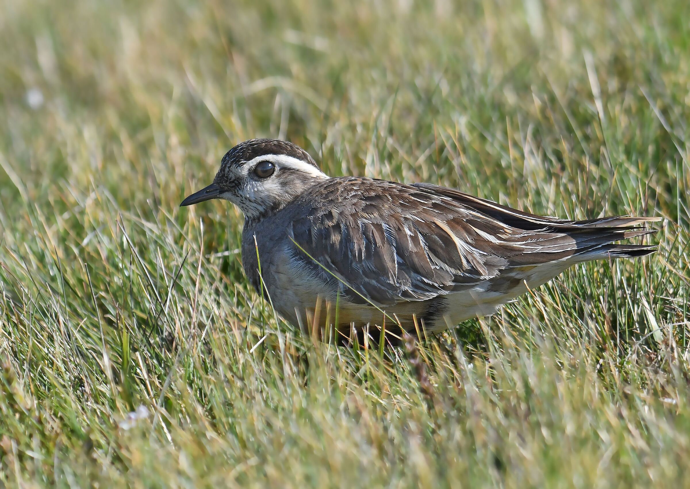 Plover Tortolino