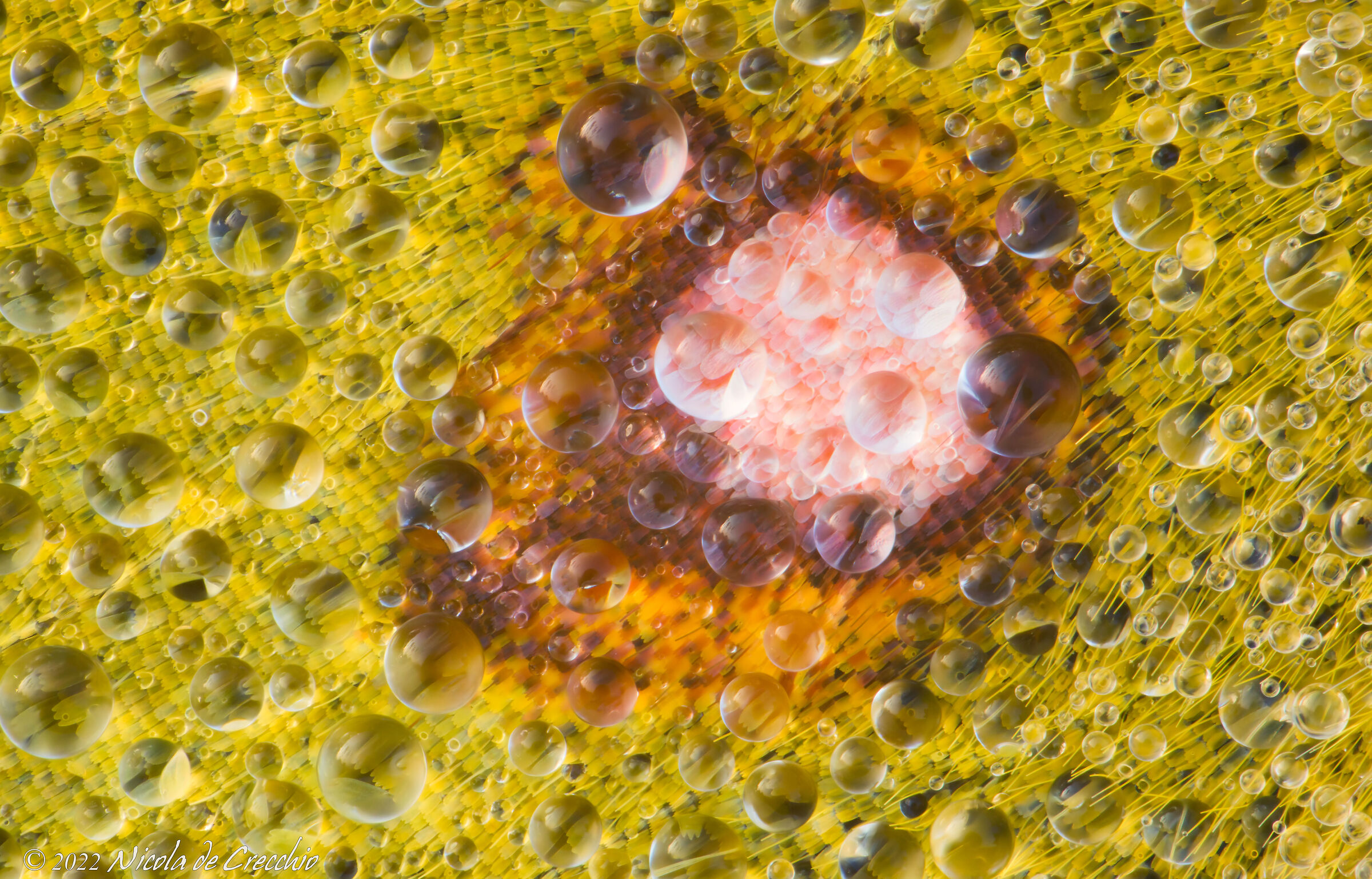 Perdersi nel micromondo...