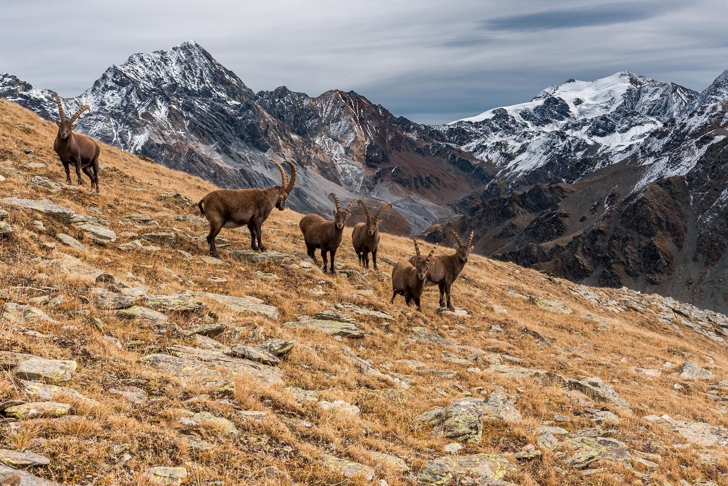 Ibex