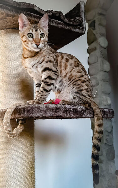 Foto