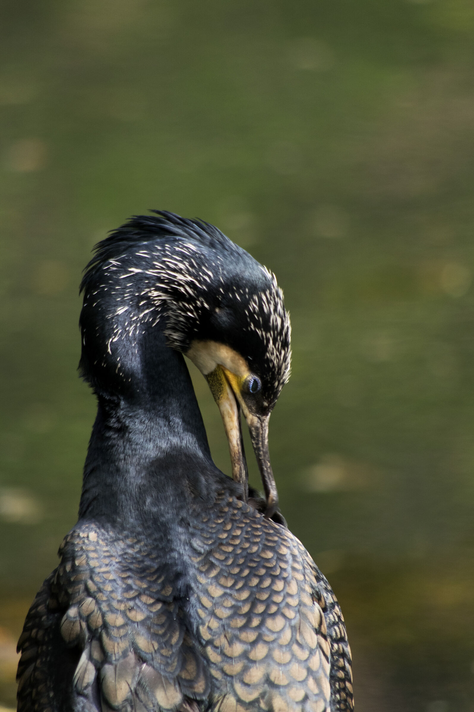 Cormorano comune