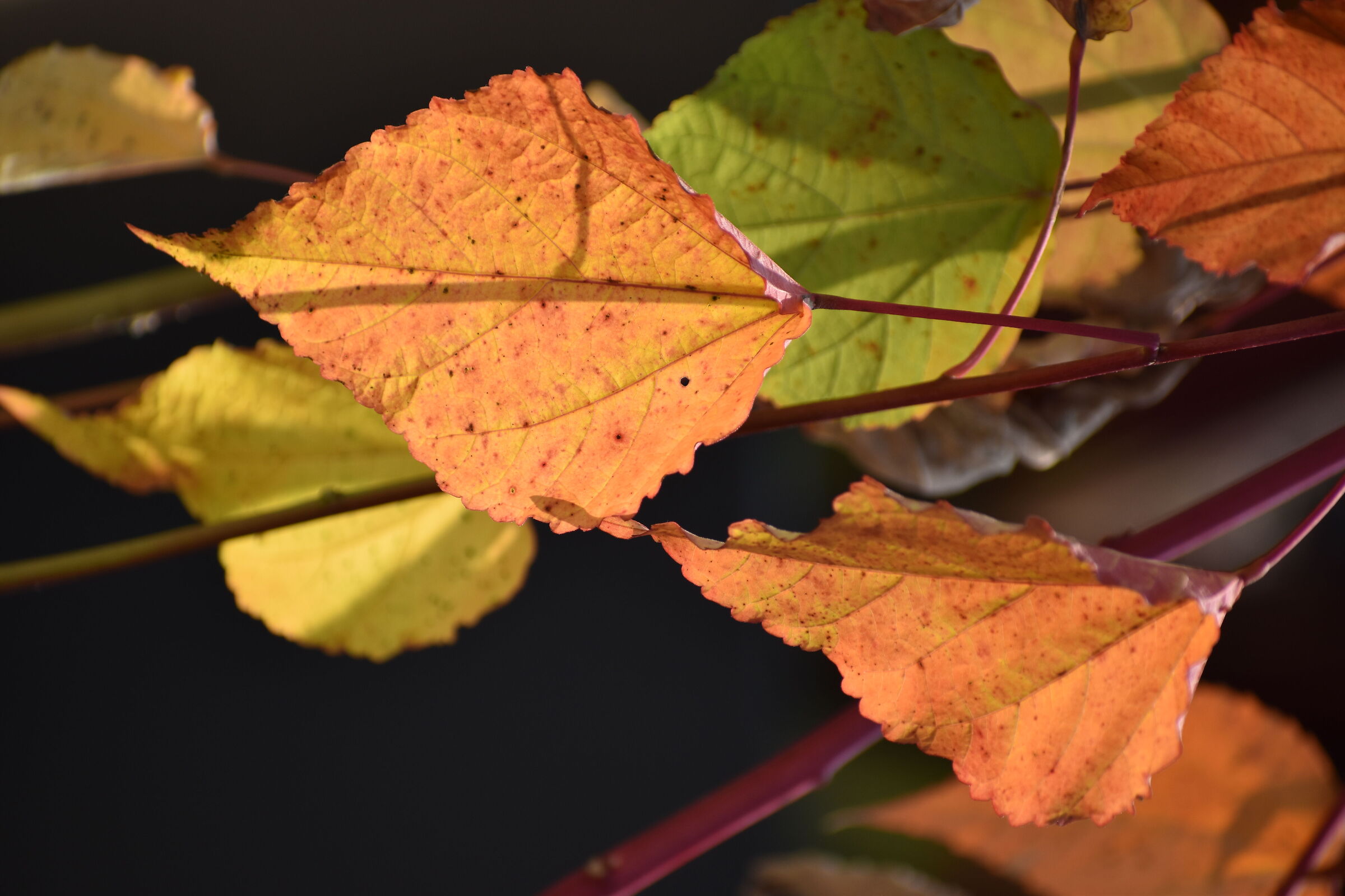 Trasparenze d'autunno