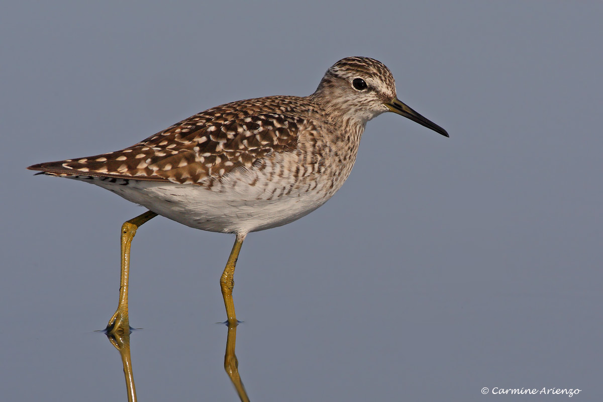 Piro piro boschereccio