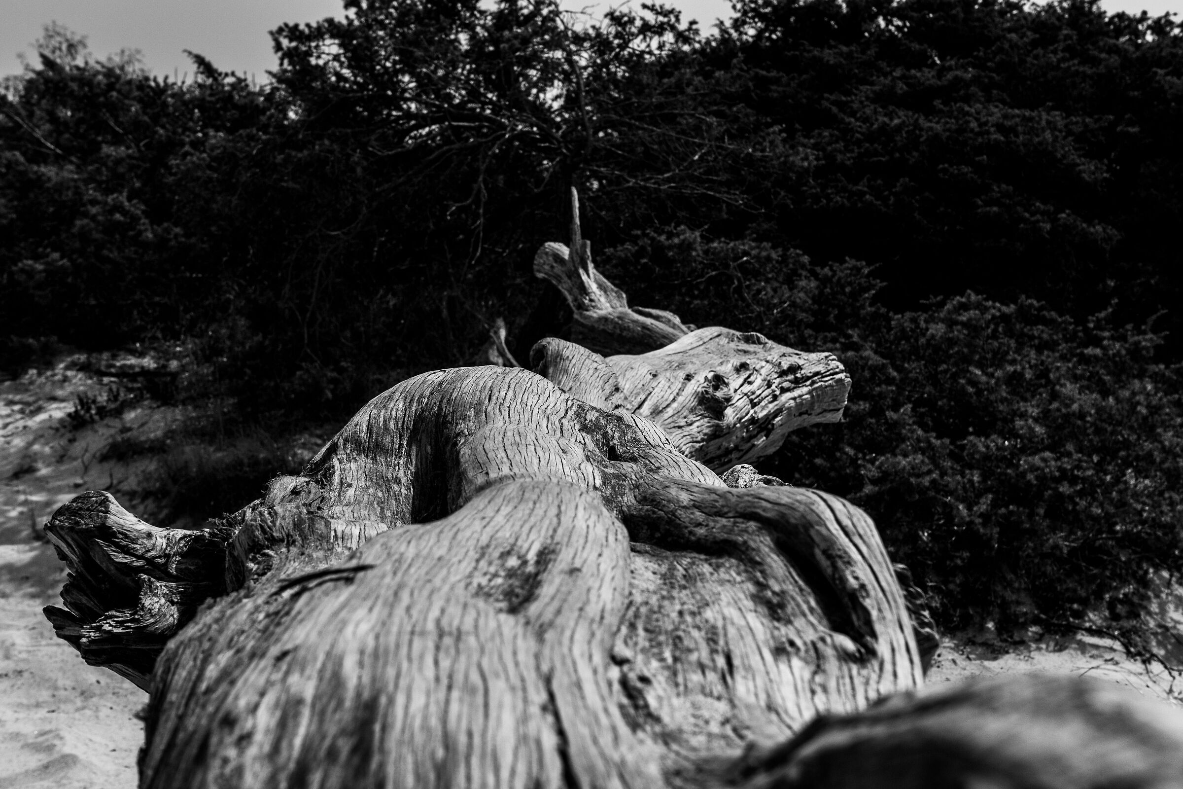 Albero Sardo
