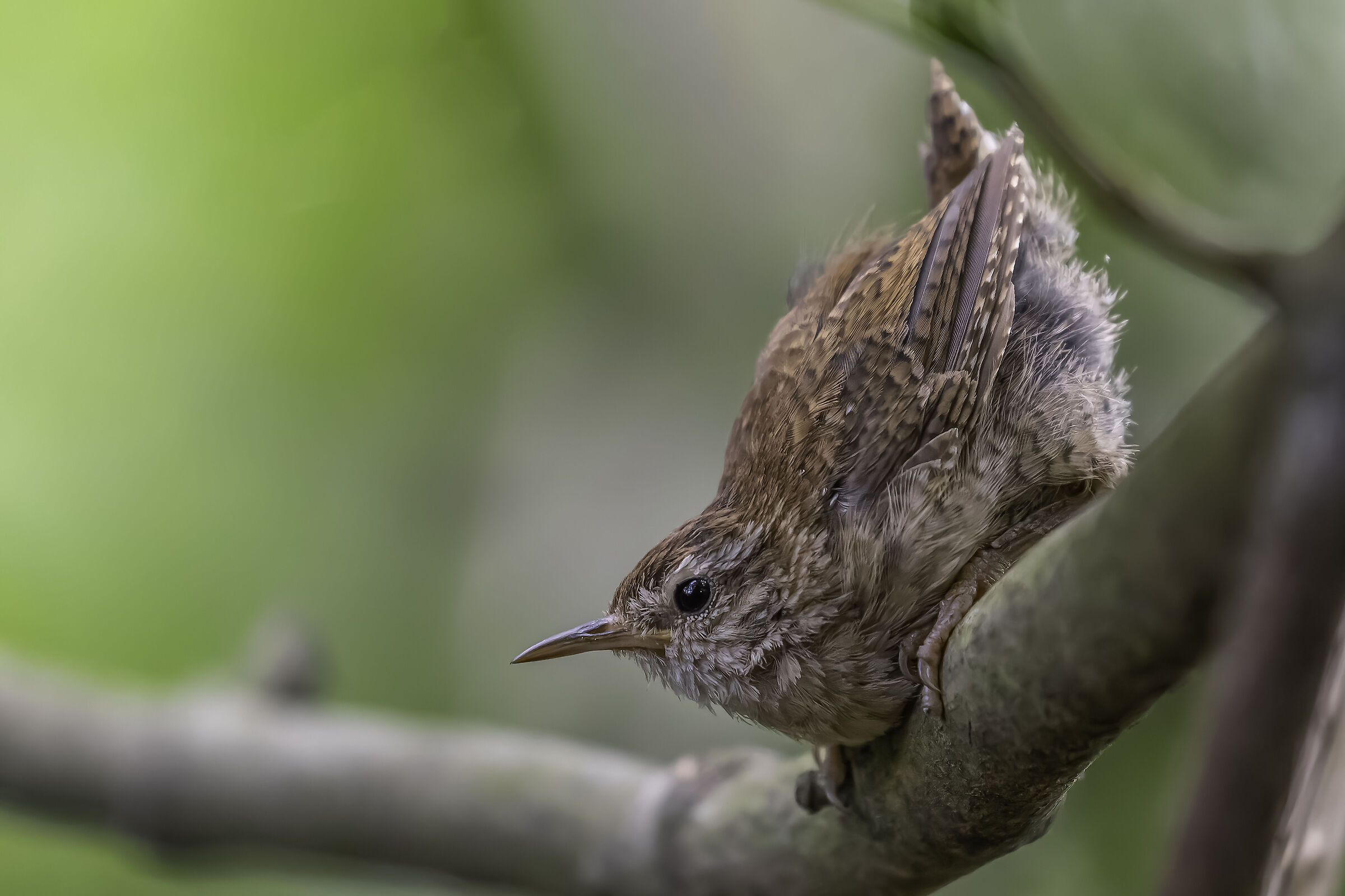 Eurasian Wren ( Troglodytes troglodytes)