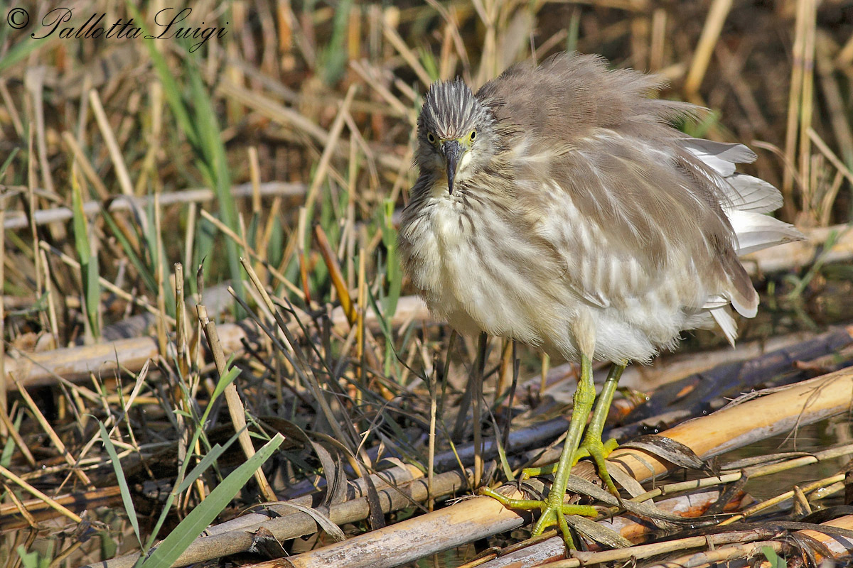 Sgarza ciffetto (Ardeola rolloides)
