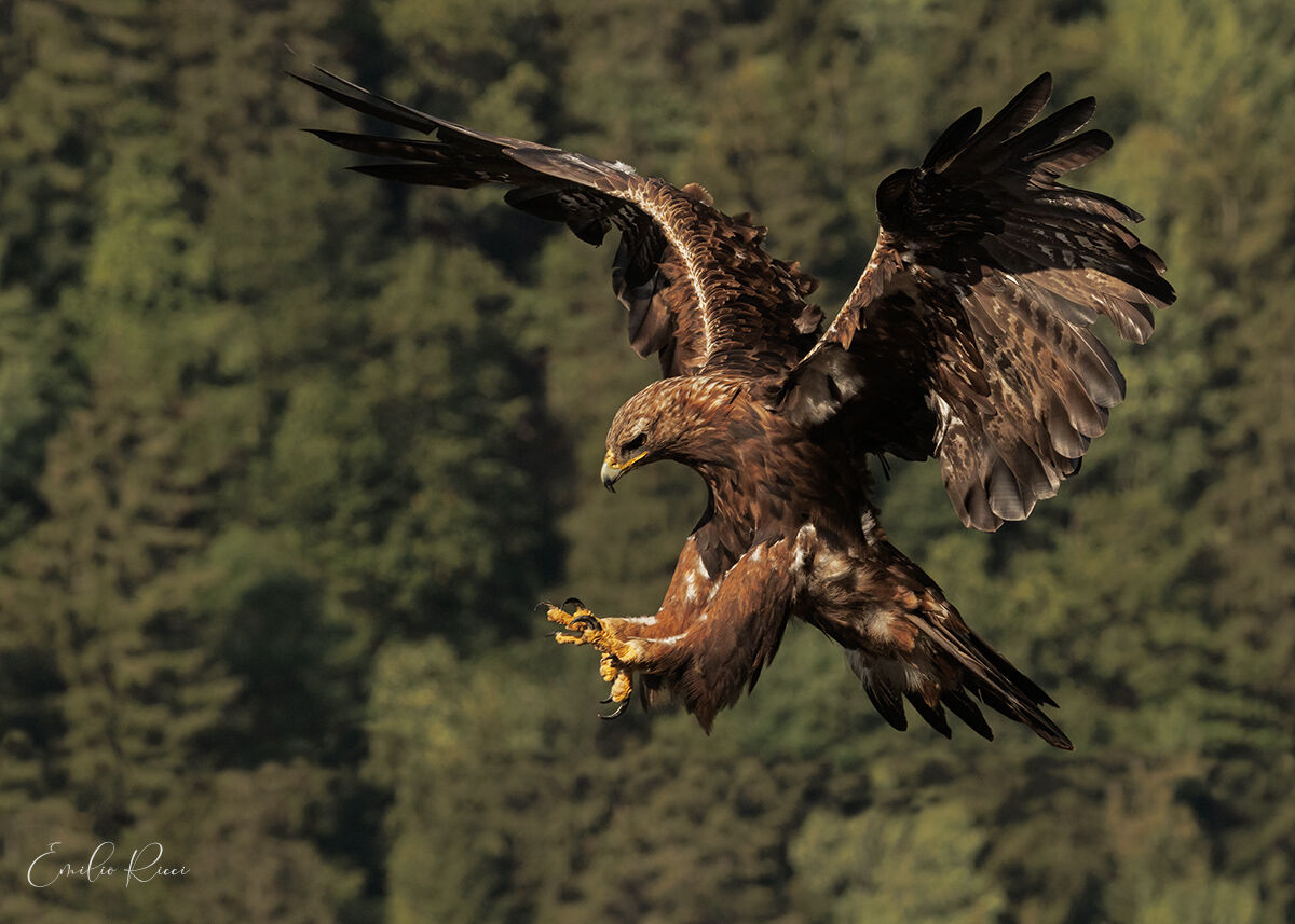 Aquila reale alpi Italiane