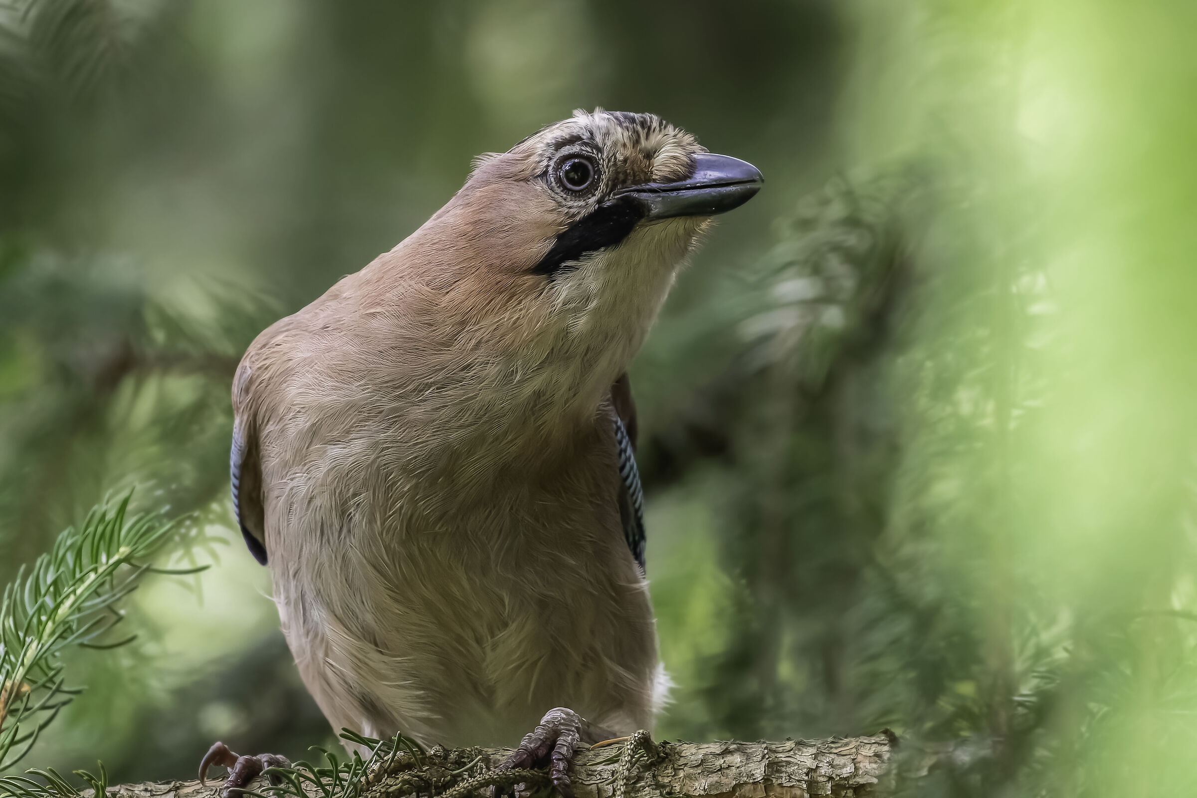 Eurasian jay (Garrulus glandarius)