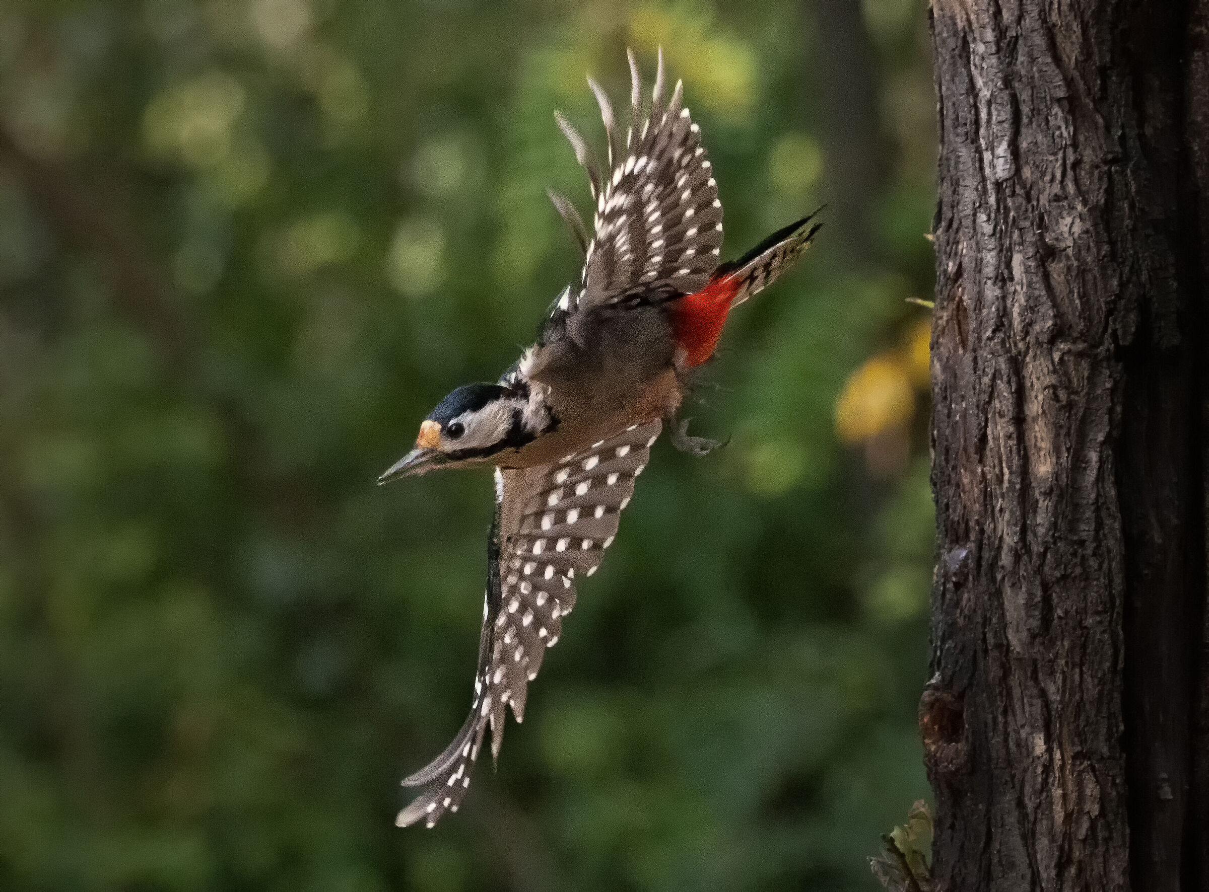 piccoli amici scappano 3