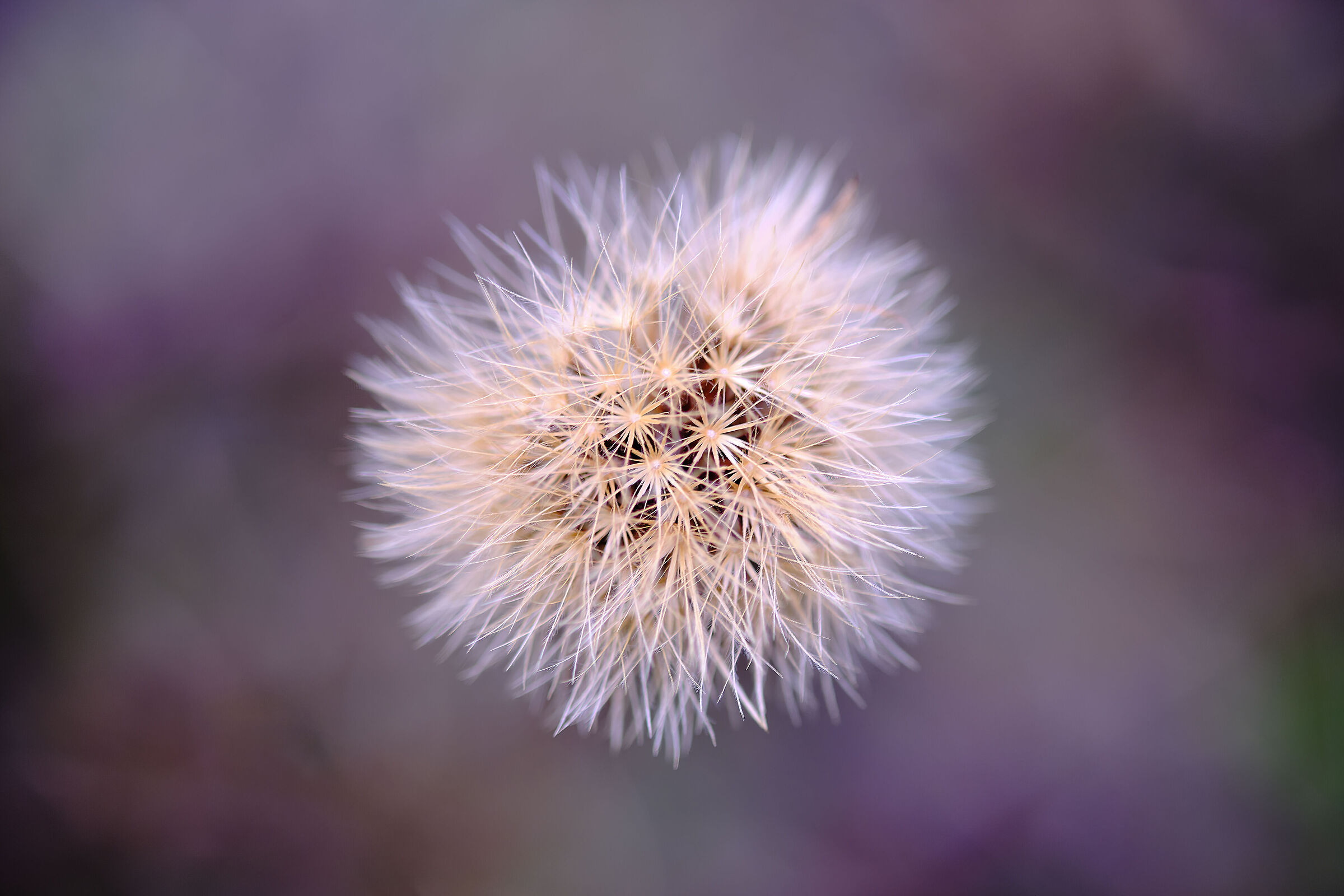 Dandelion. Test photo of the "new" lens (used)