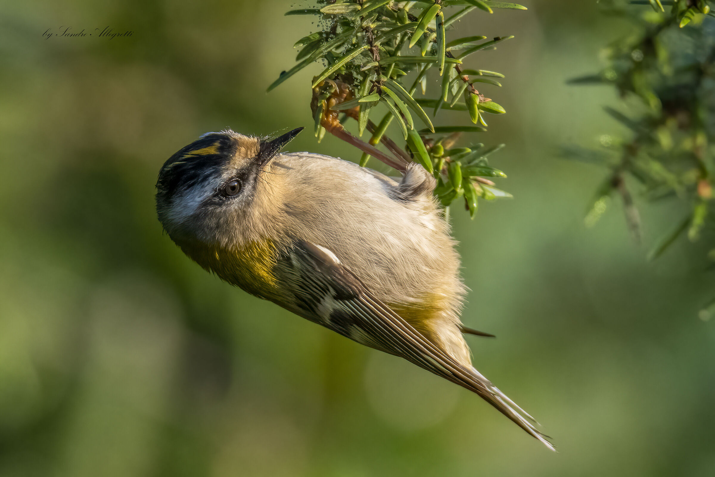 Il fiorrancino (Regulus ignicapilla)