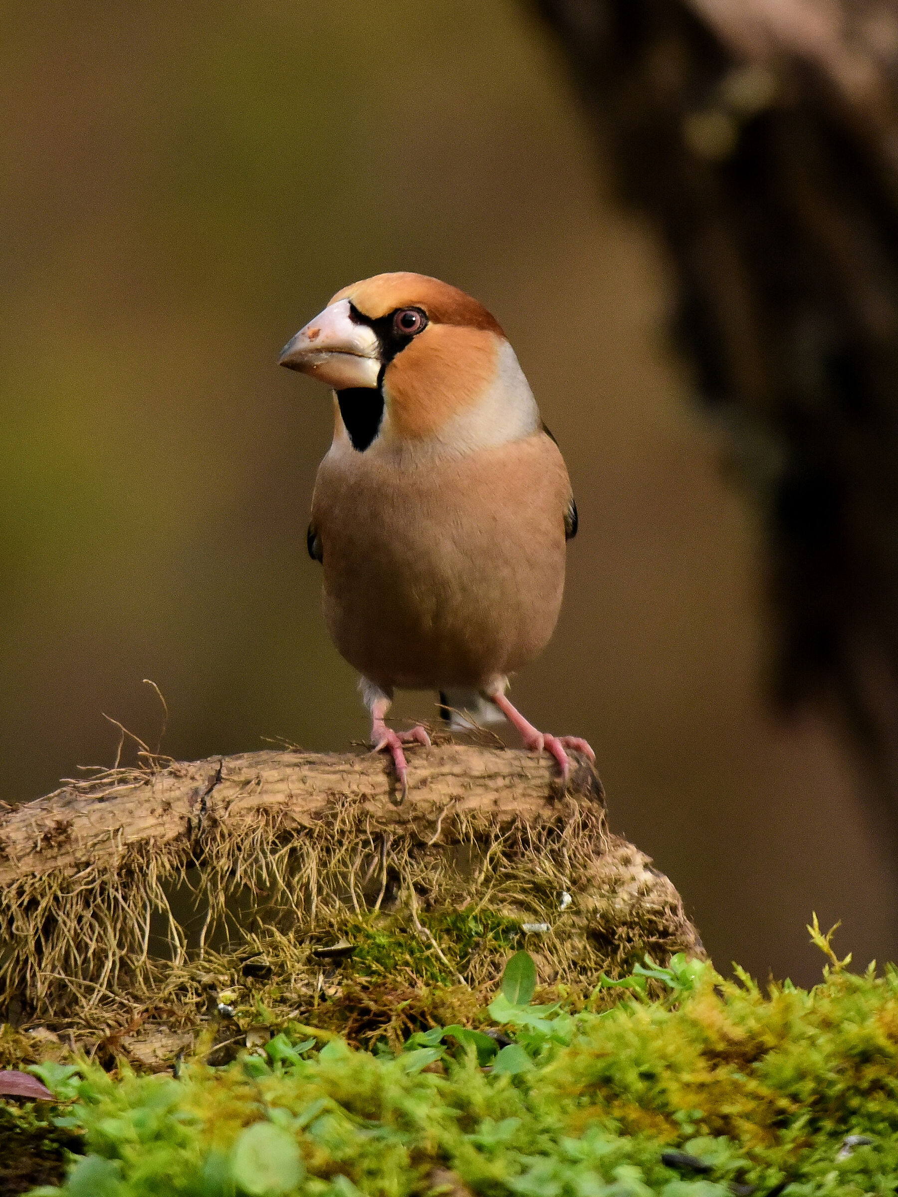 Hawfinch