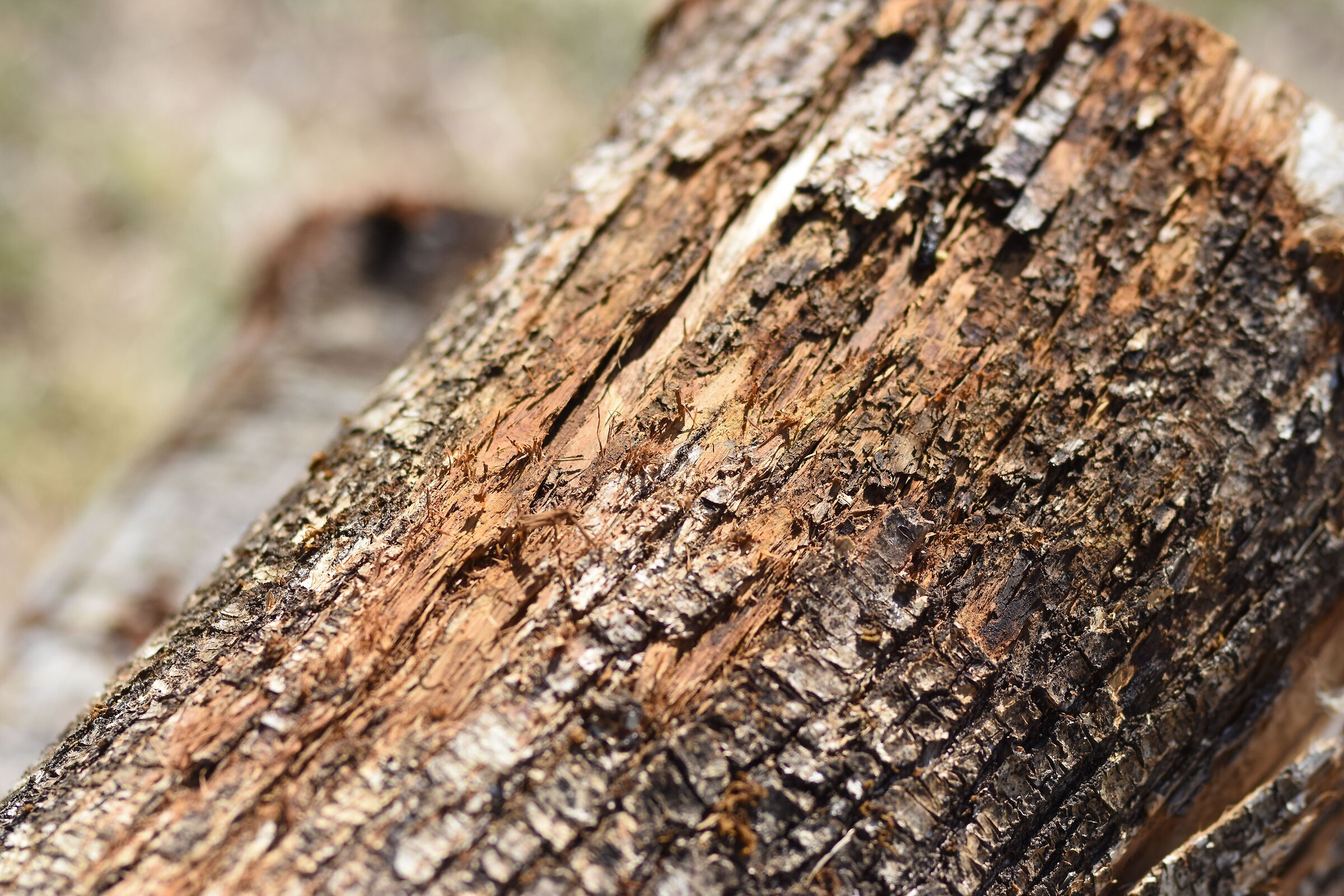 "F. 2", 1/8.0 0 0, ISO 250- Sigma 85, 1.4 Art