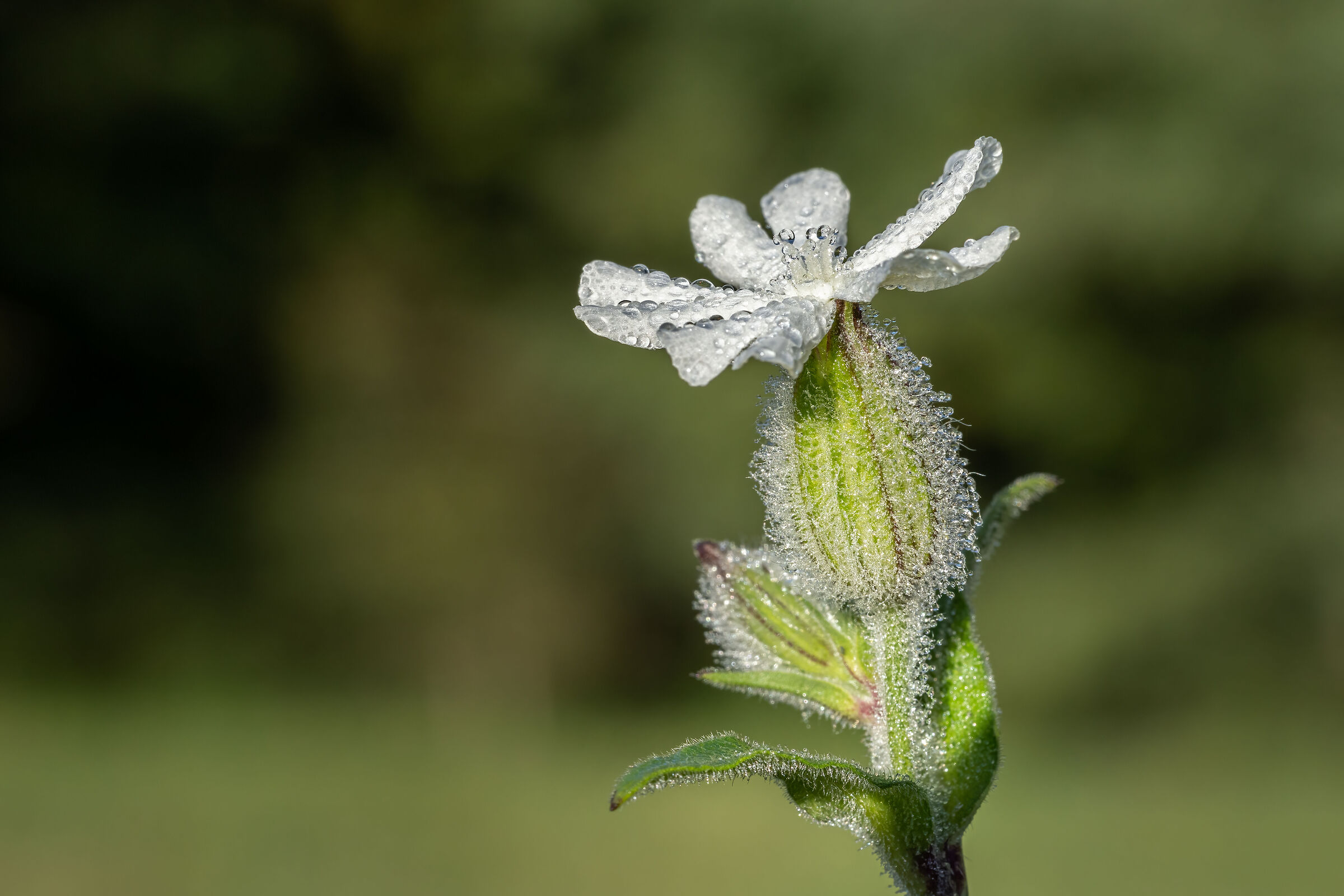 Bollicine (Silene Alba)