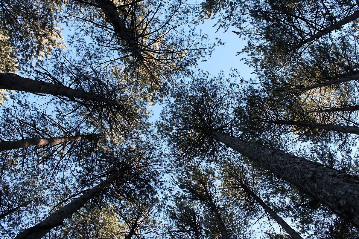 Pineta dell'Etna