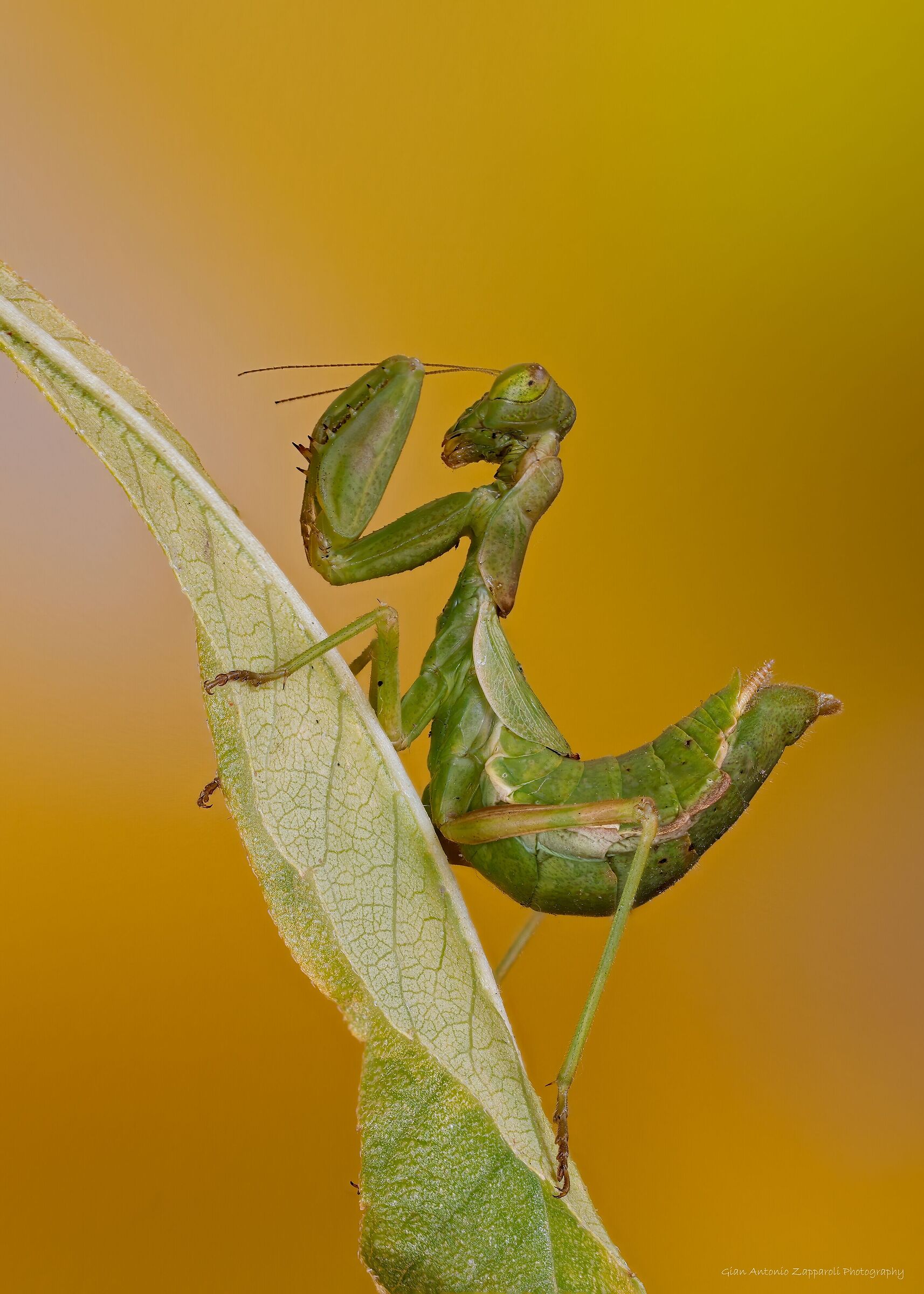Mantide nana (Ameles spallanziana)