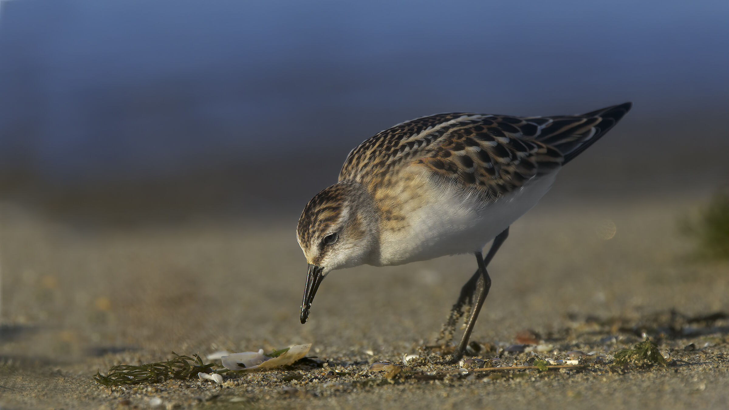 Gambecchio comune3 3000 px