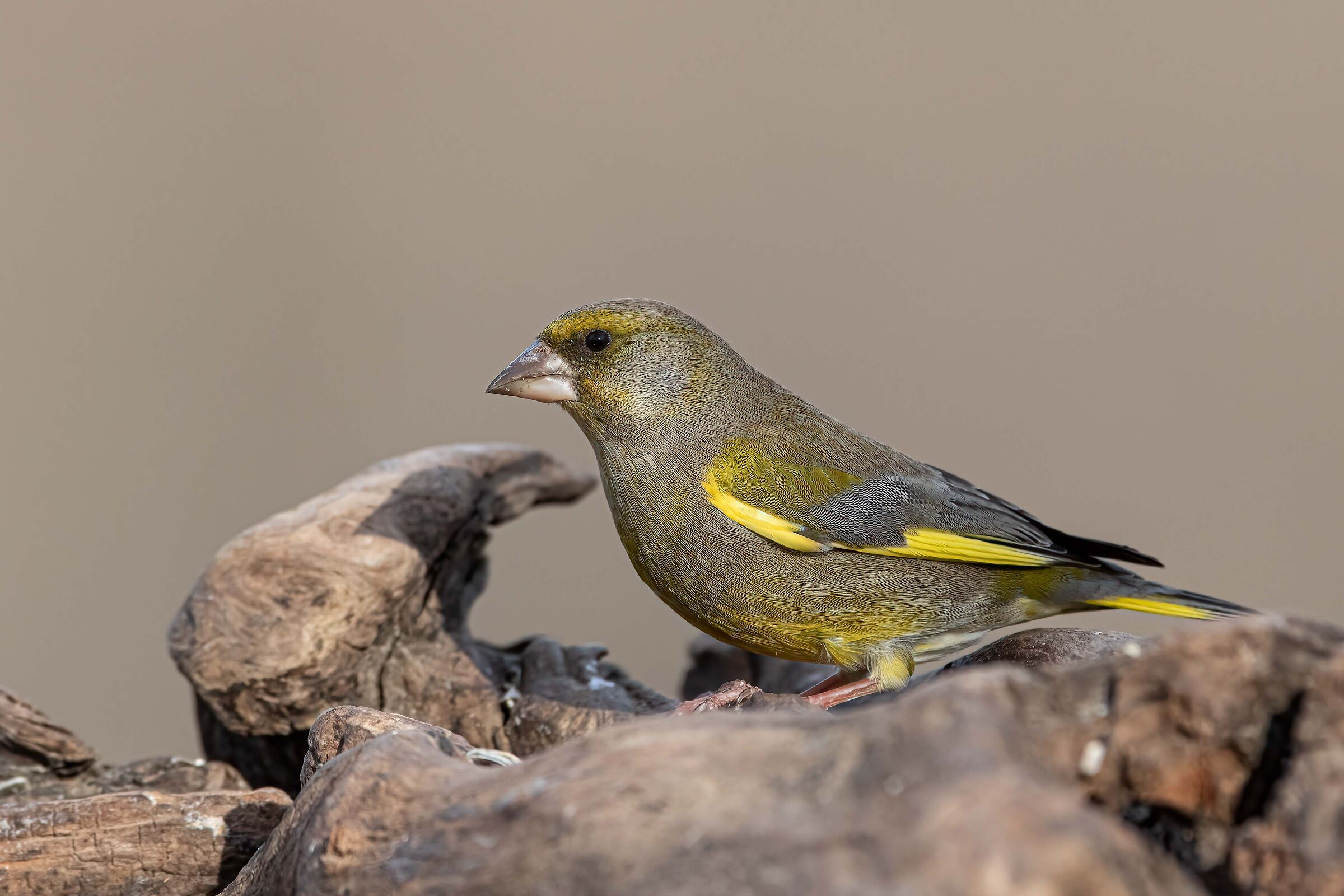 Greenfinch