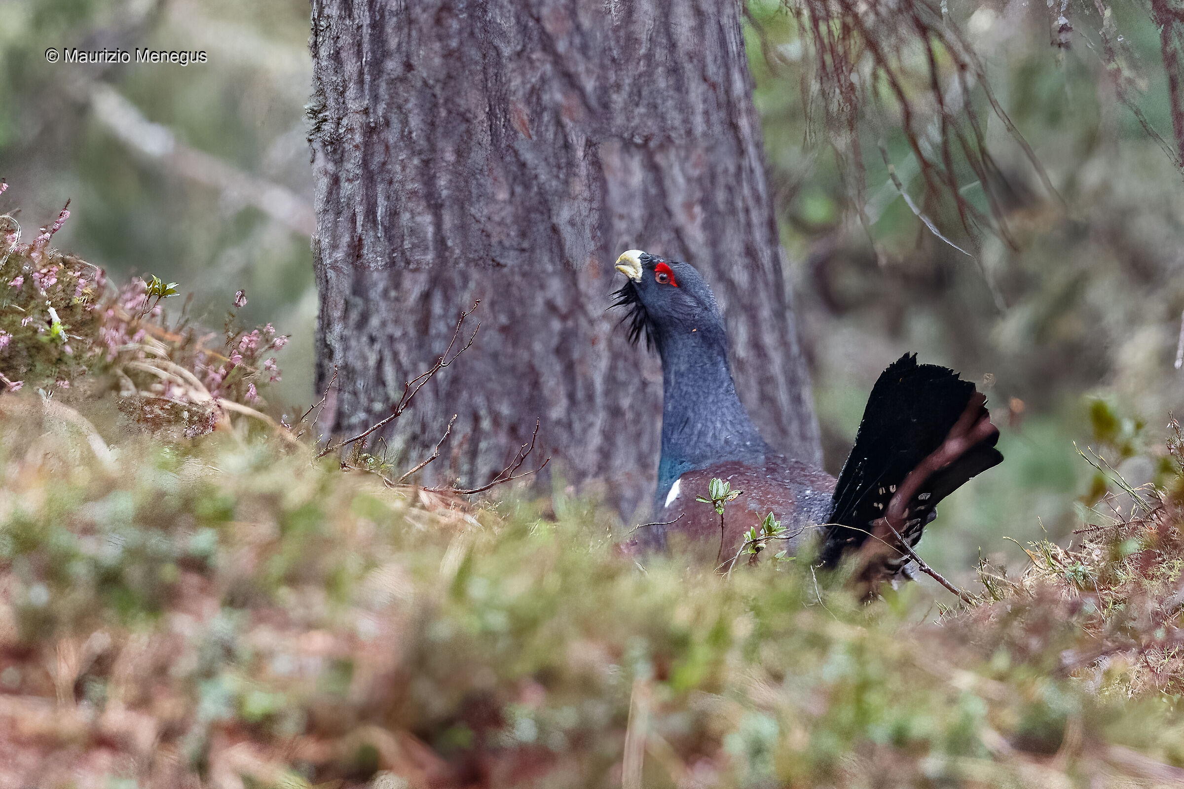 Gallo cedrone a maggio in una mattina piovosa...
