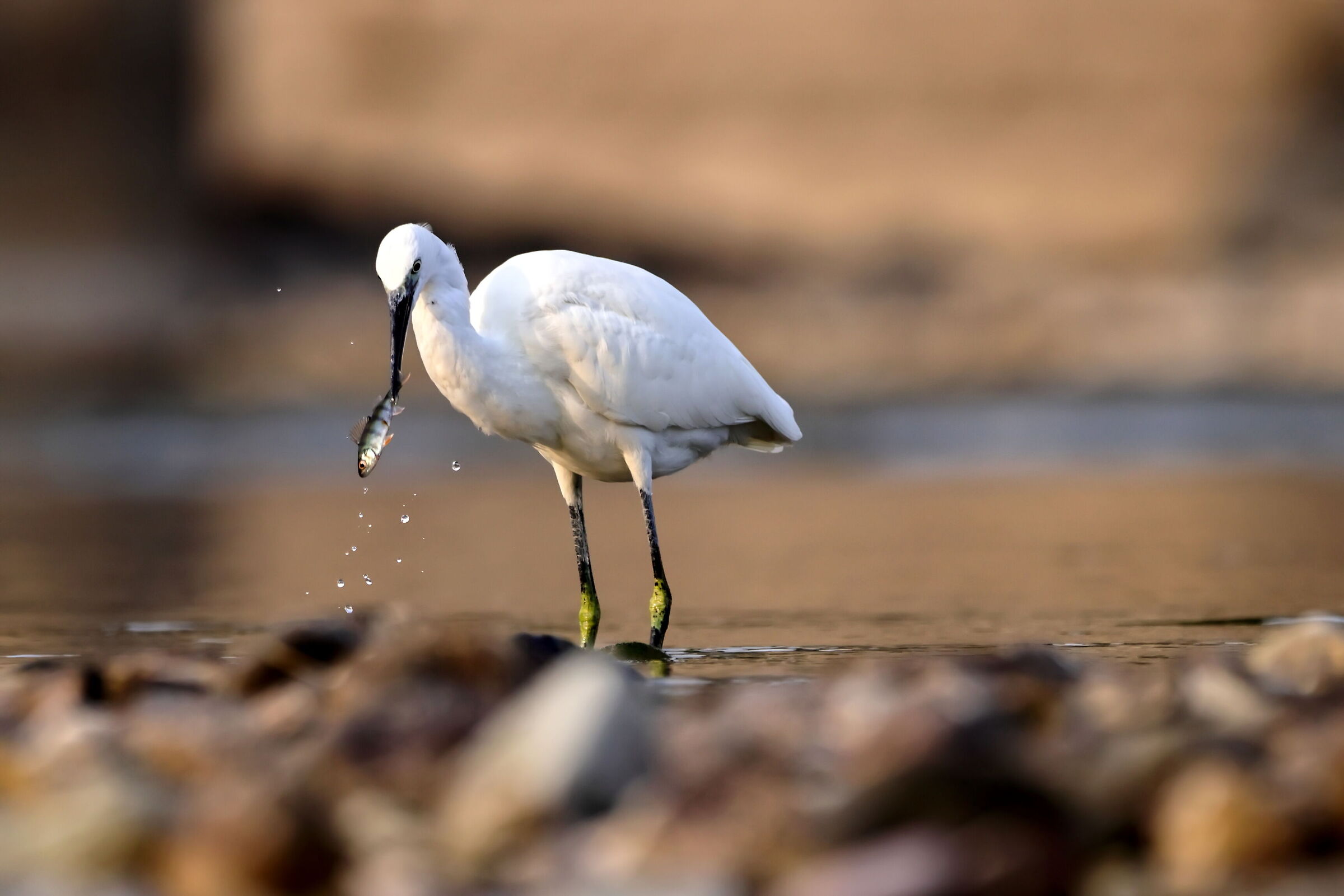 Egretta egret