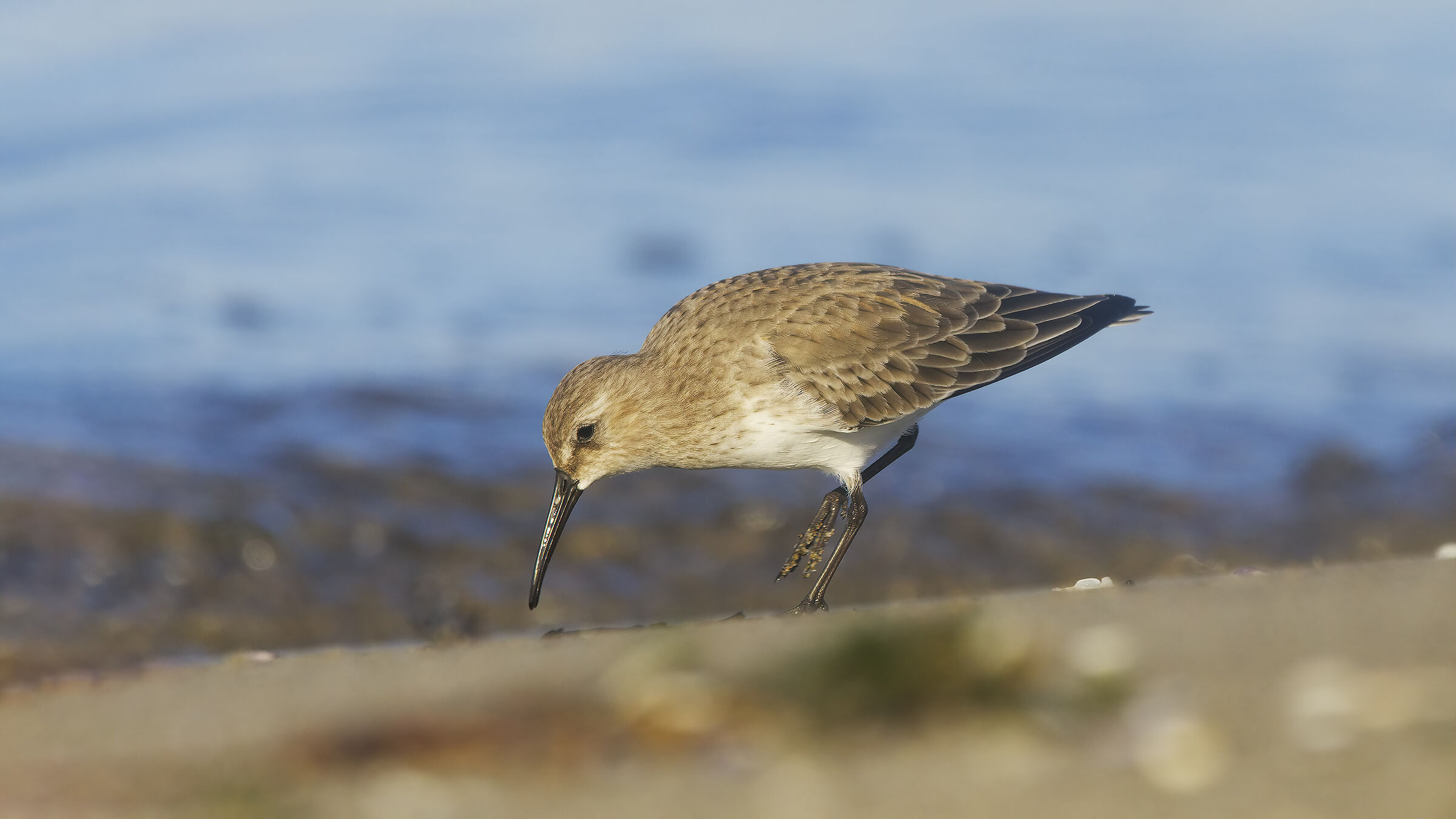 Piovanello pancianera2