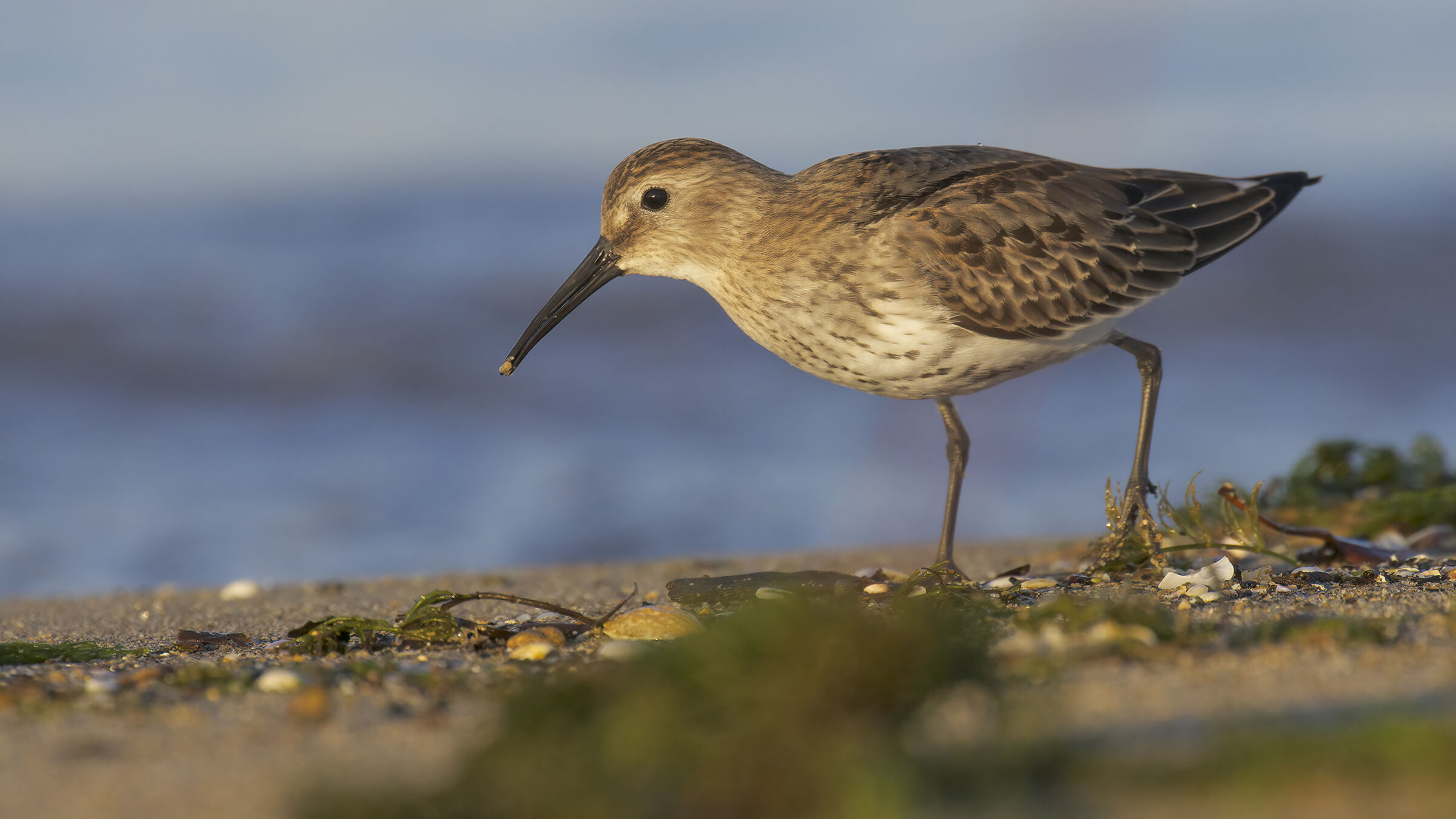 Piovanello pancianera3